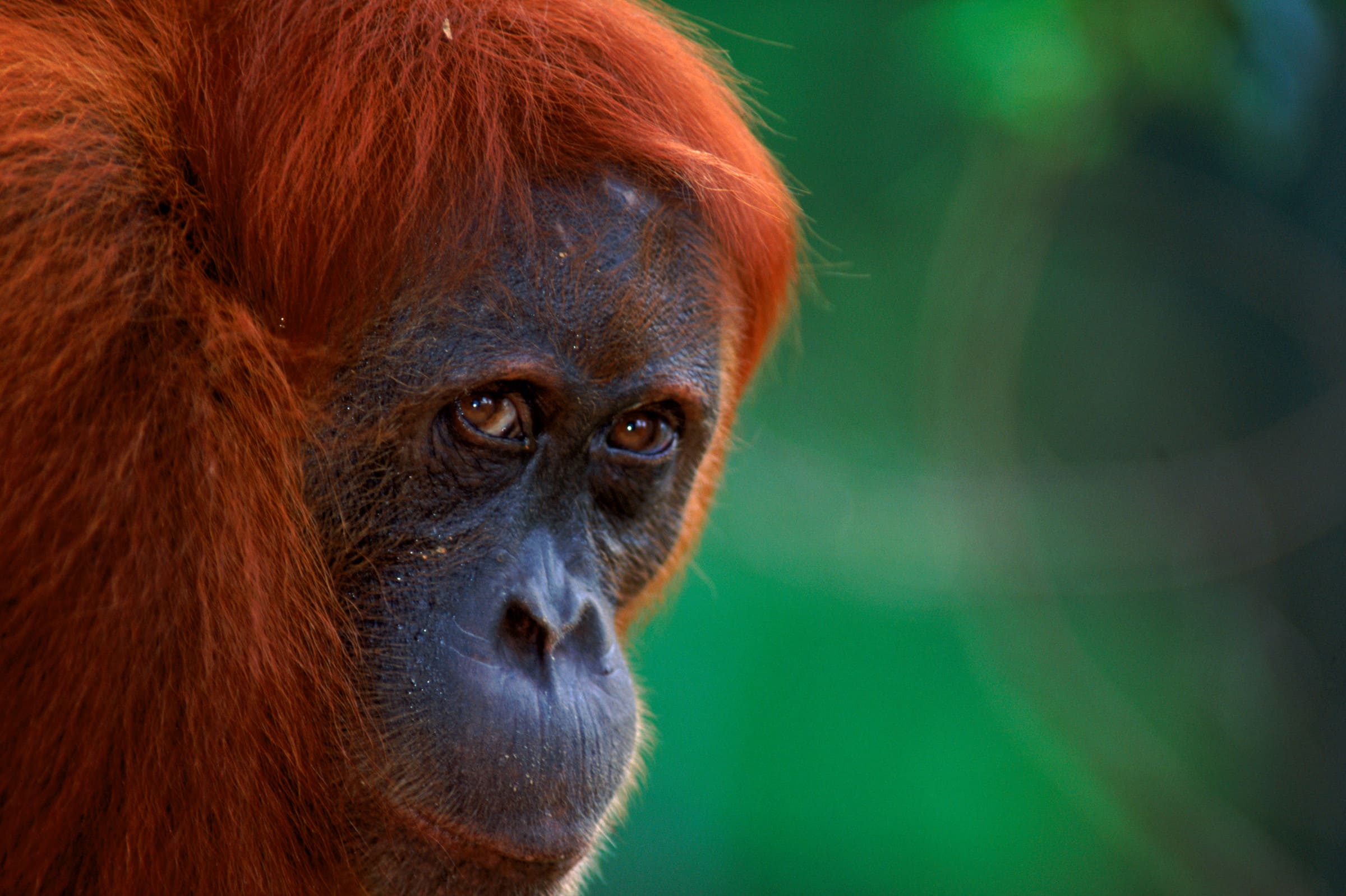 Un visage d'orang-outan