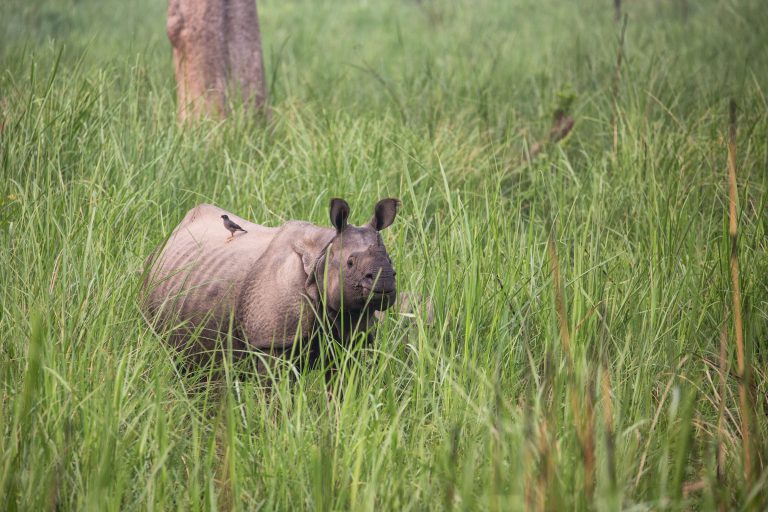 Panzernashorn im Gras