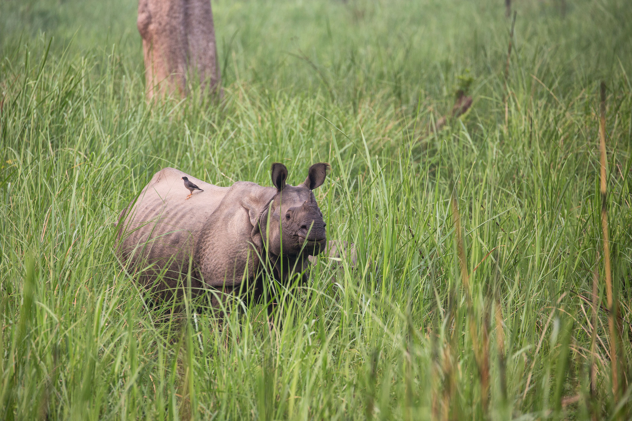 Un rhinocéros indien dans l'herbe