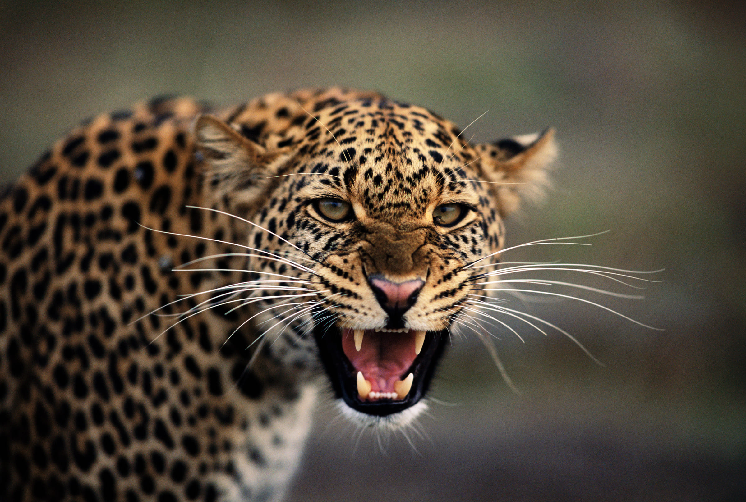 Leopardo con le fauci spalancate