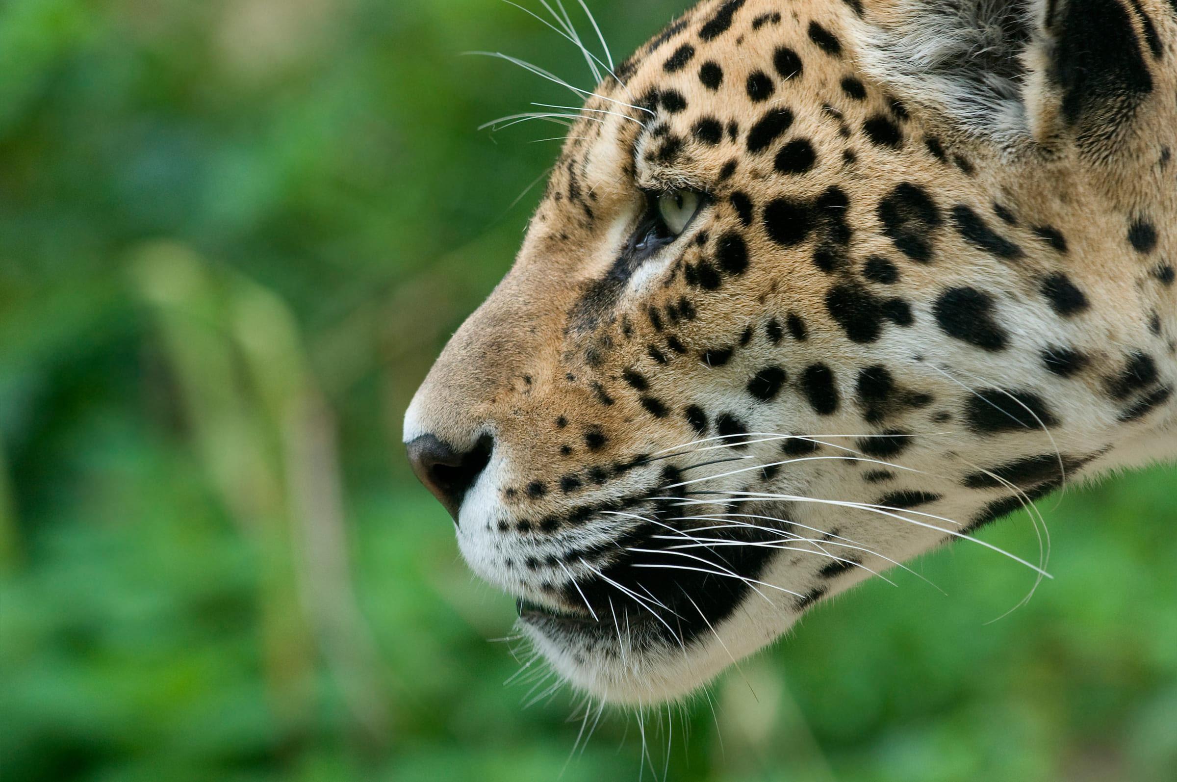 Jaguar im Profil