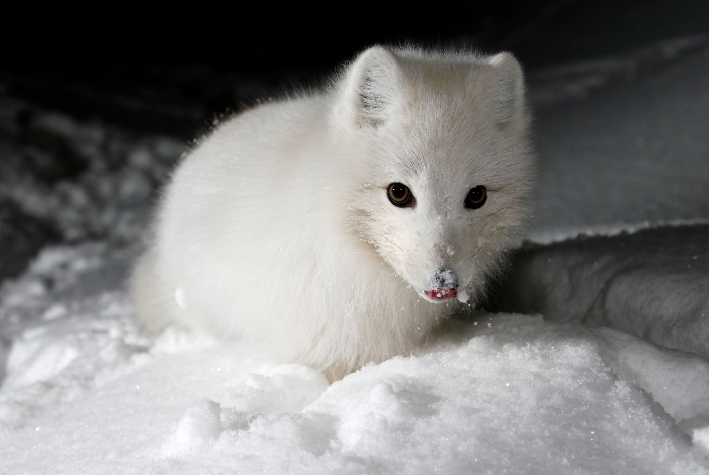 Un renard polaire dans la neige