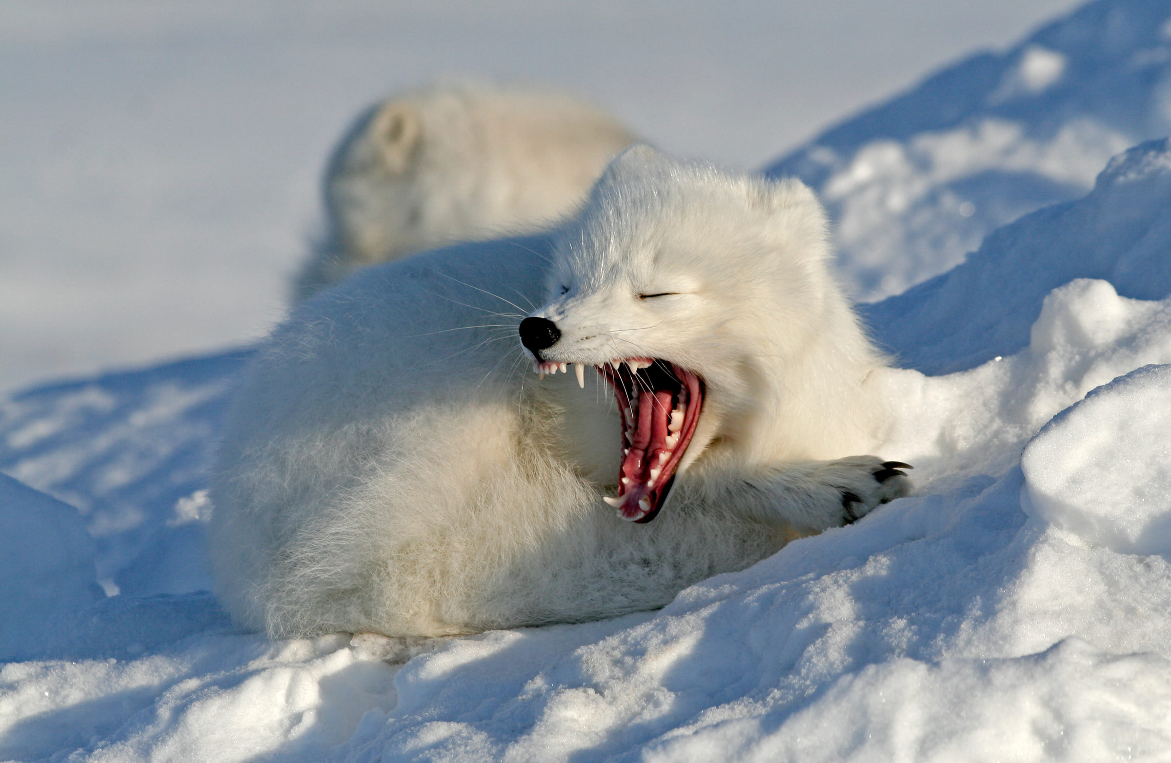Un renard polaire qui baille dans la neige