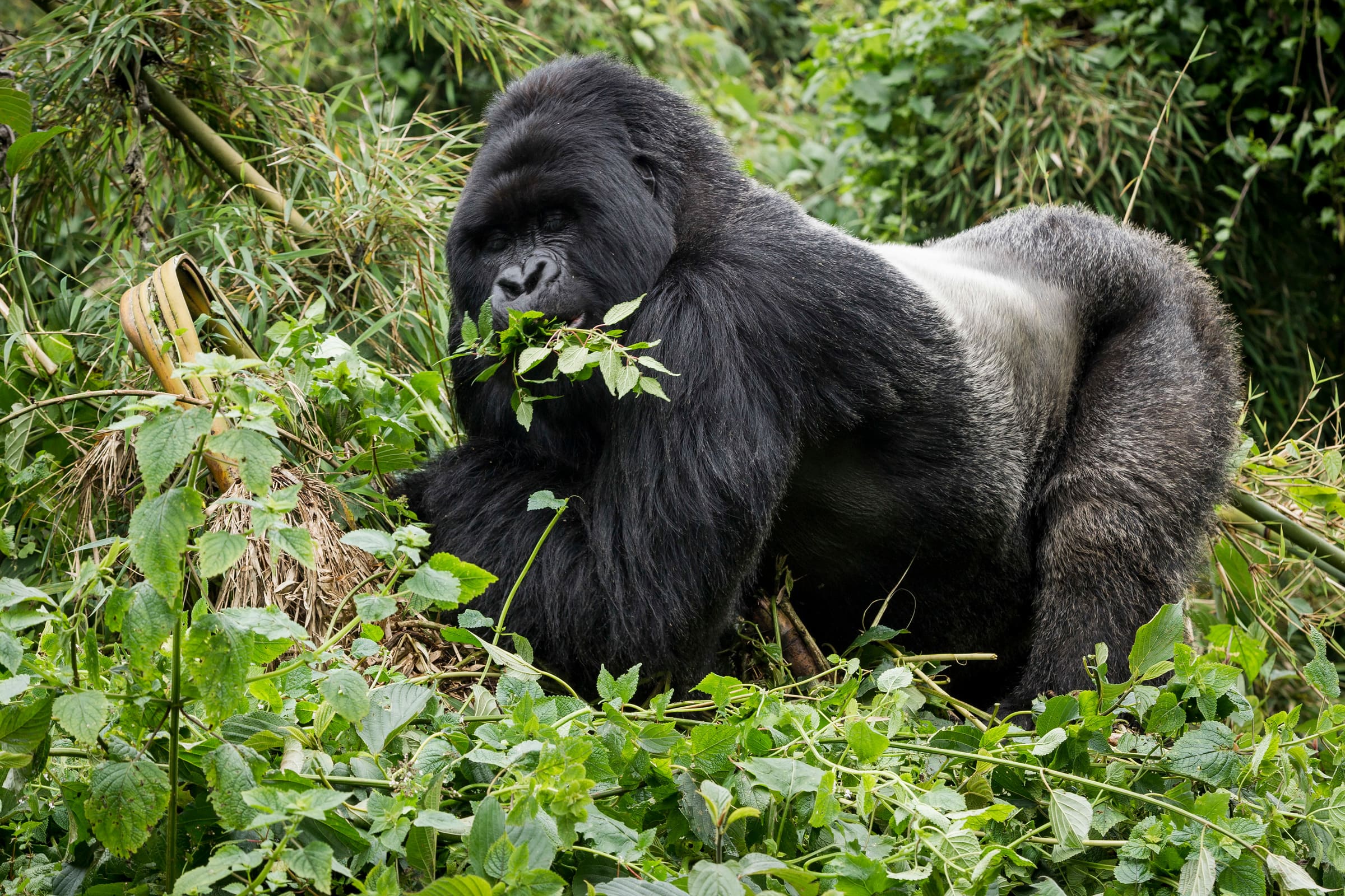 Un gorille de l'Est (Gorilla beringei) au Rwanda