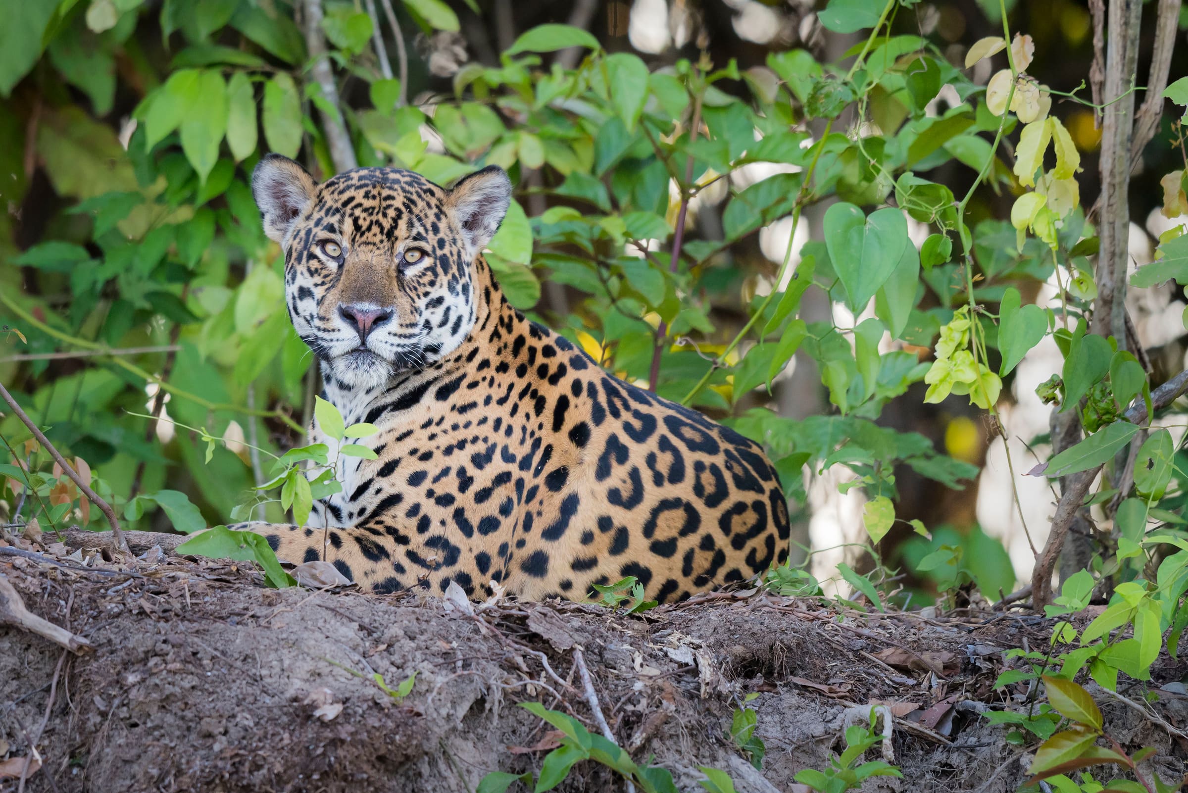 Un jaguar couché