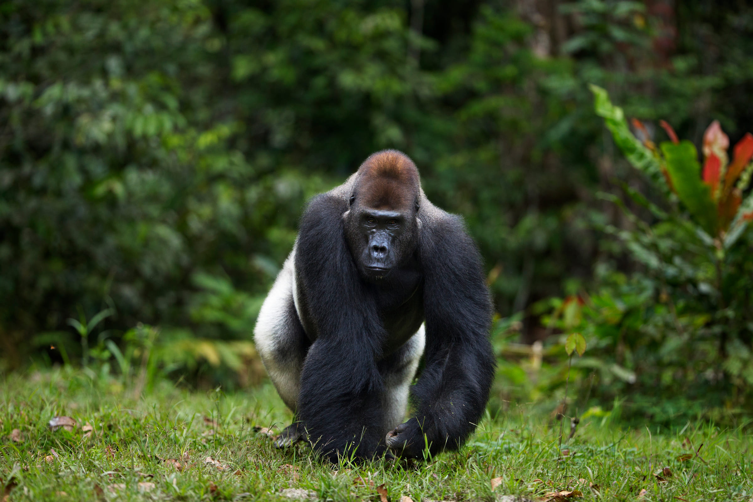 Gorilla occidentale di pianura