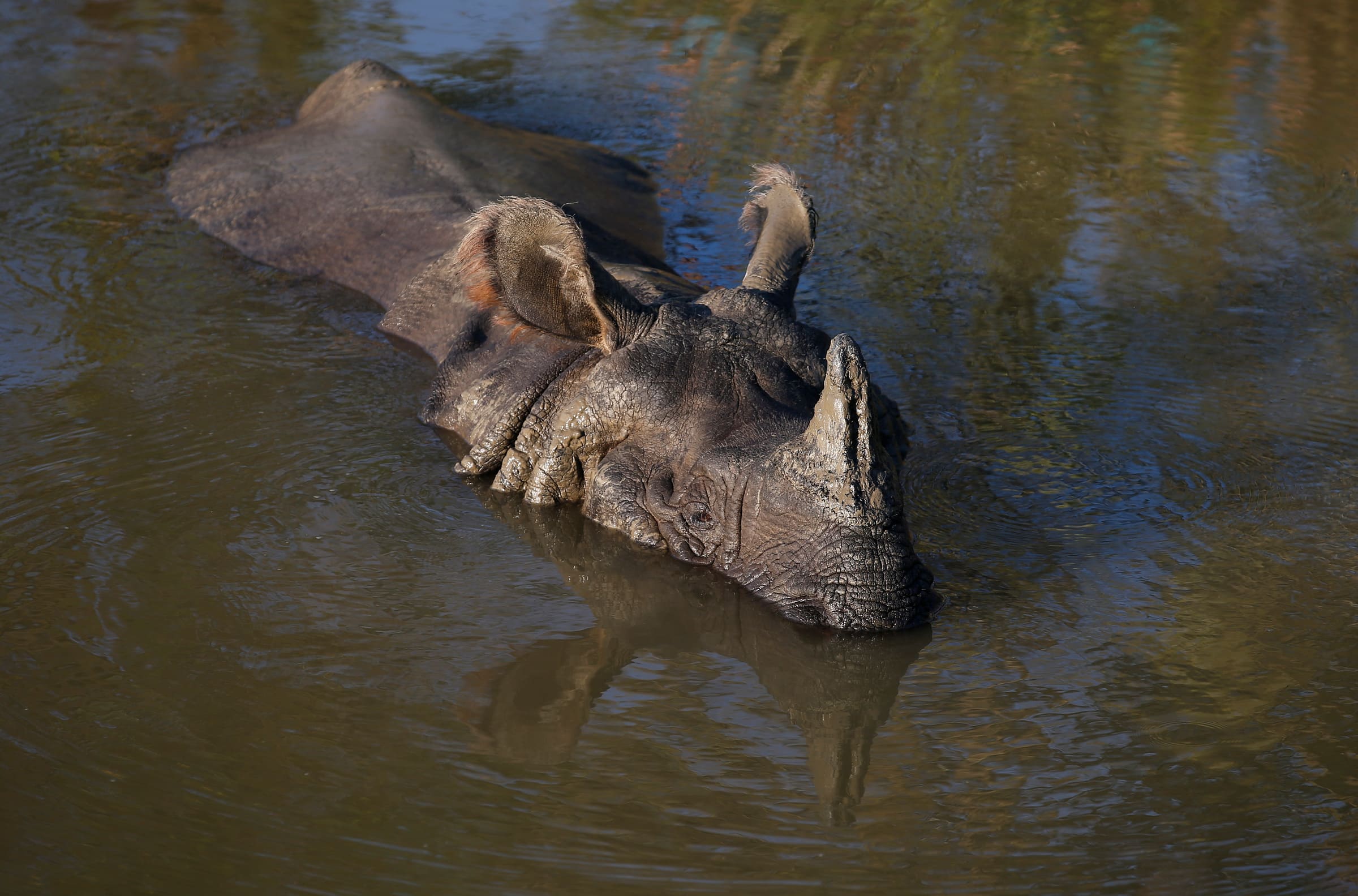 Un rhinocéros se baigne.