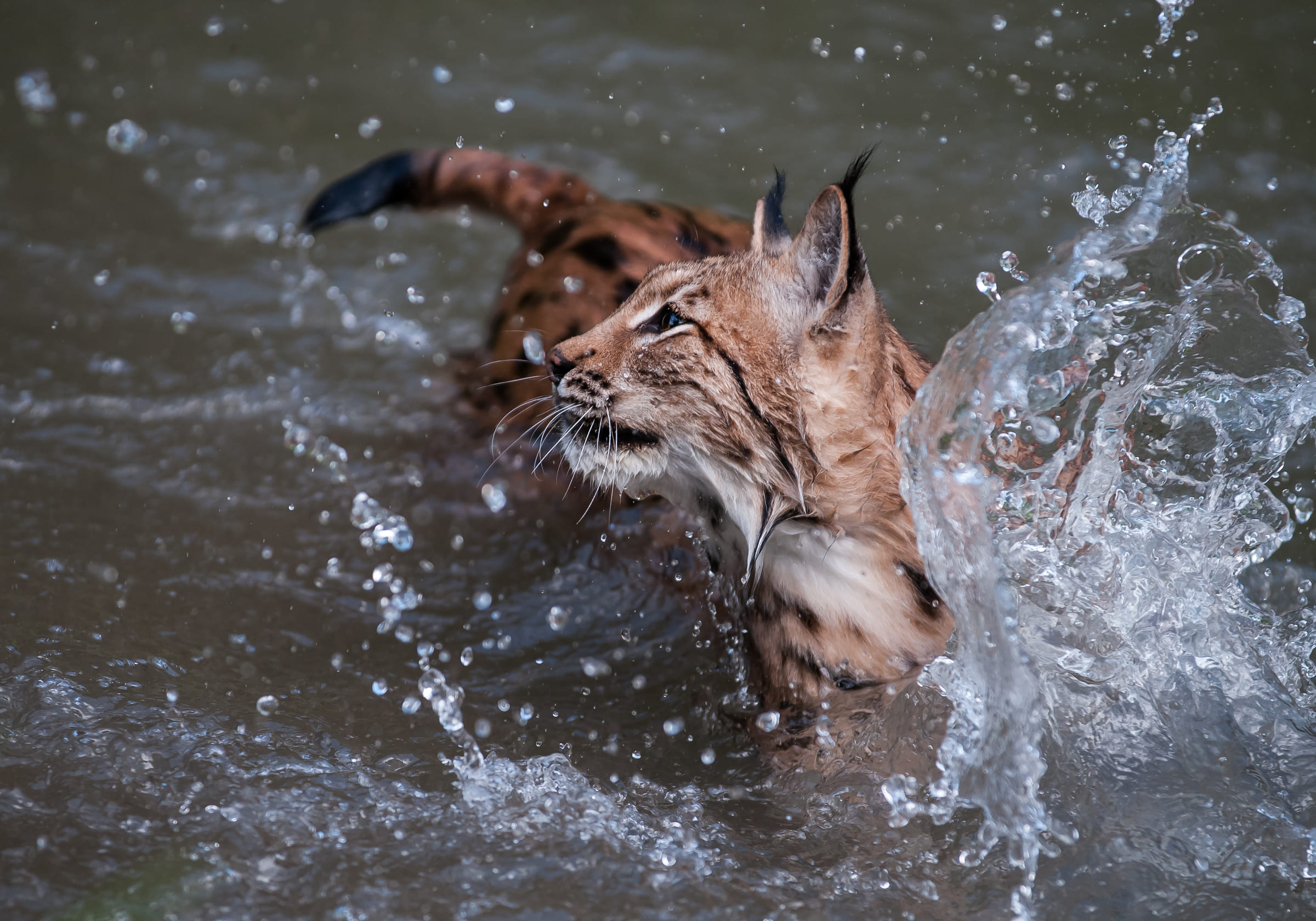 Un lynx se baigne dans une rivière