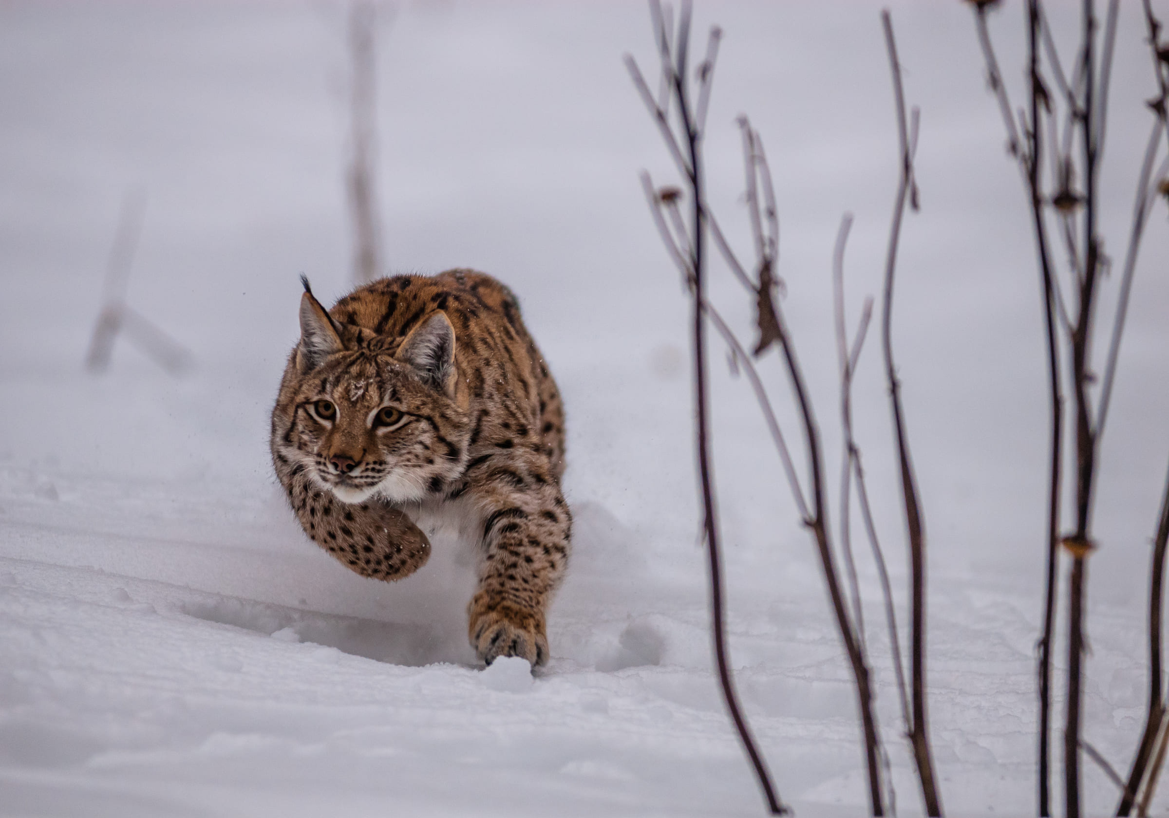 Un lynx d'Europe court dans la neige.