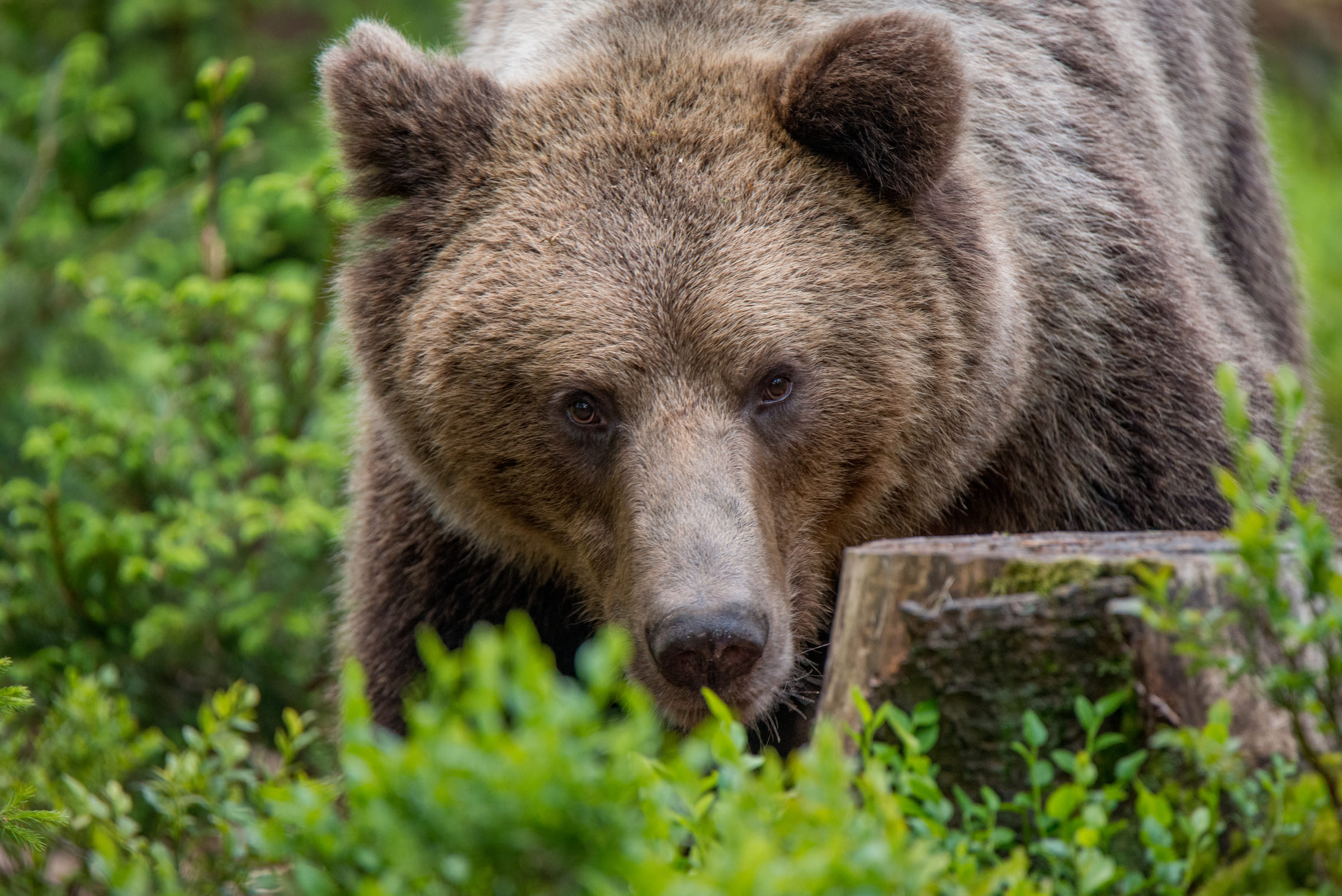 Braunbär