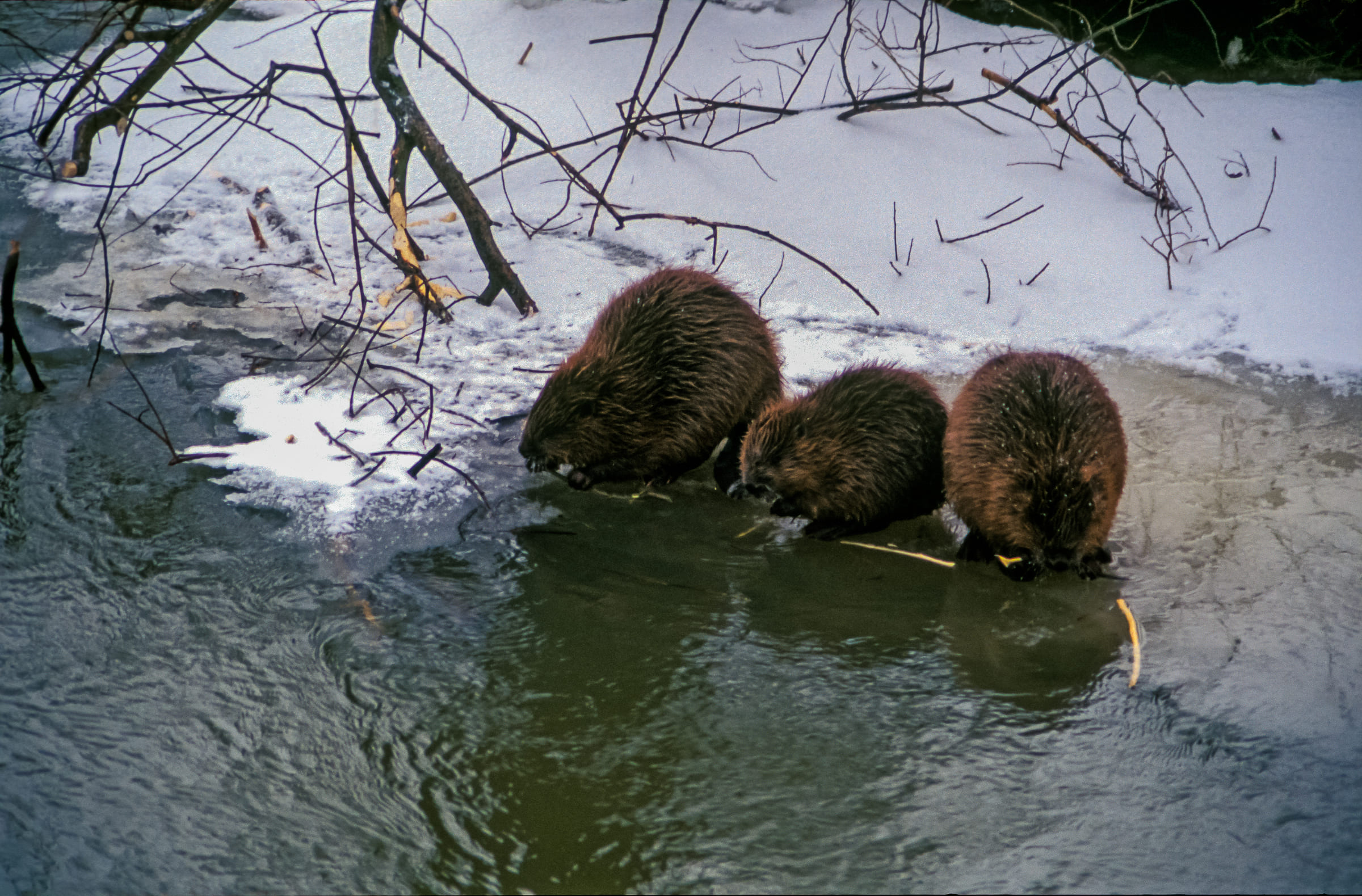 Trois castors dans une rivière