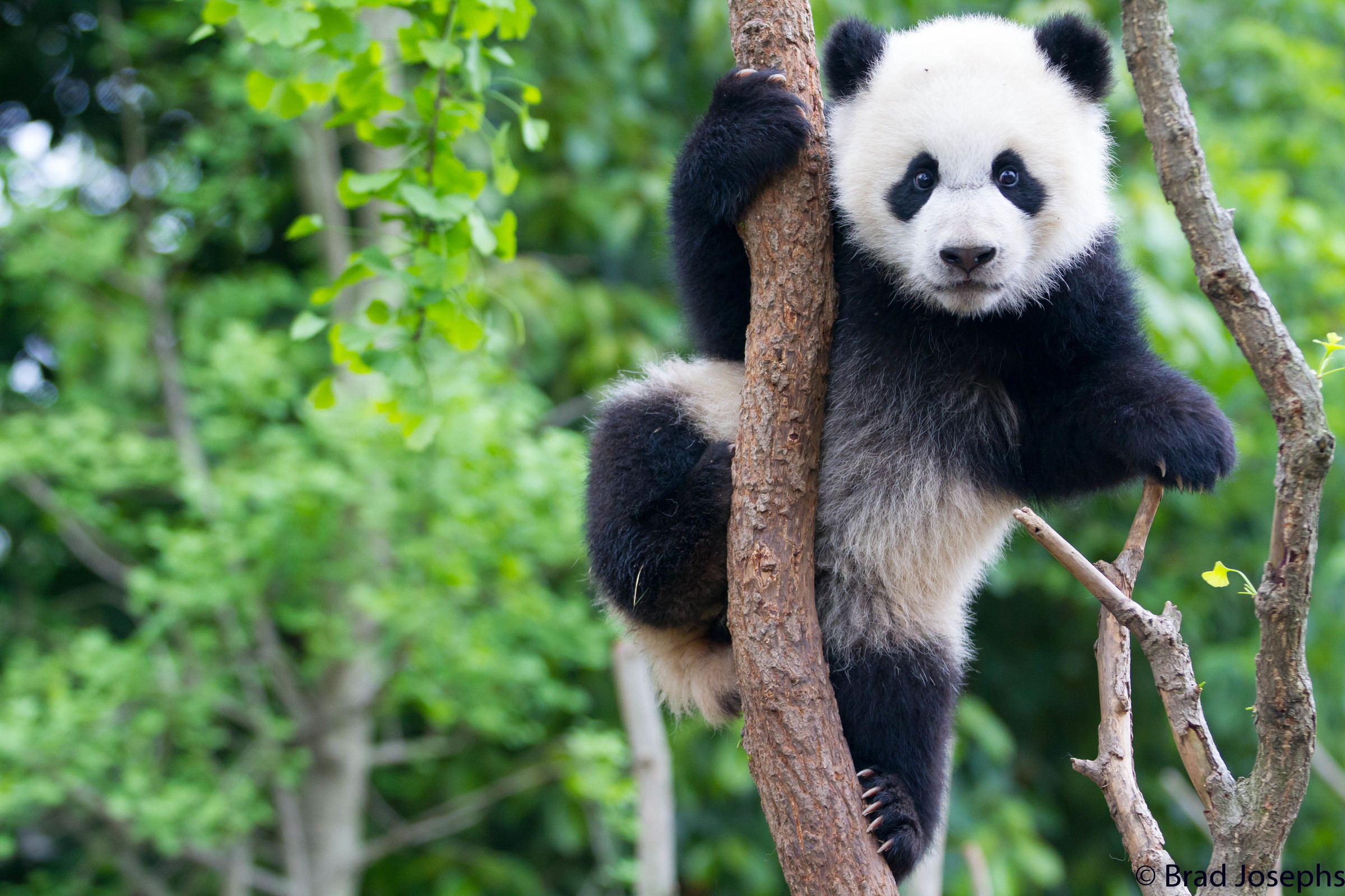 Cucciolo di panda gigante