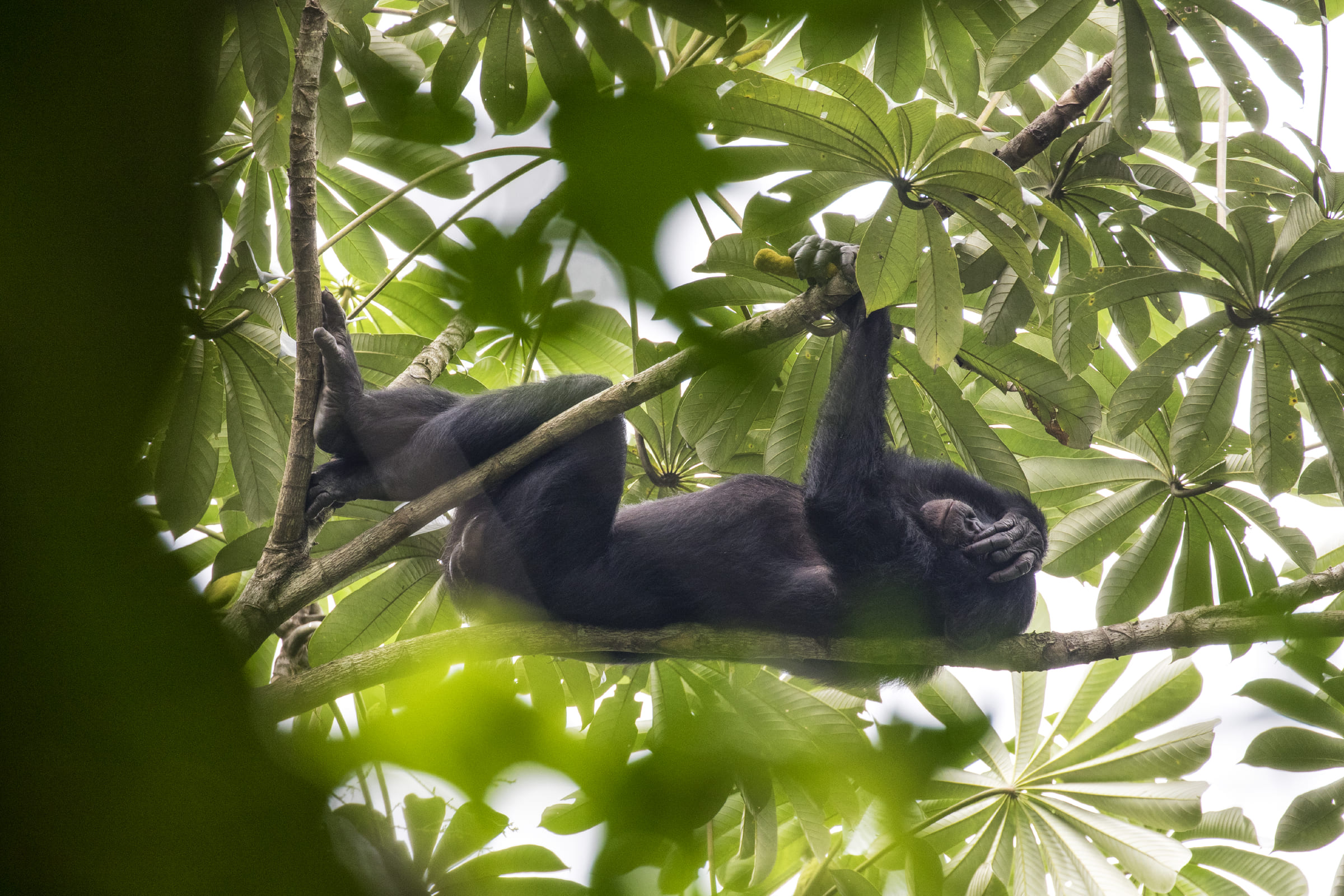 Un bonobo dans les arbres