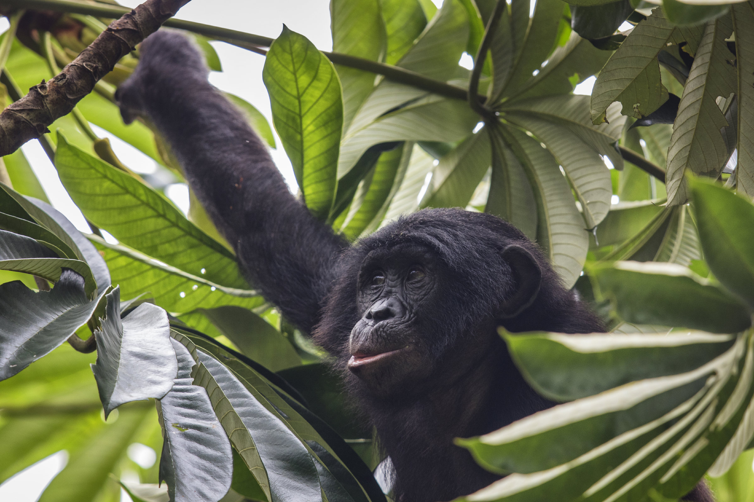 Bonobo sull'albero