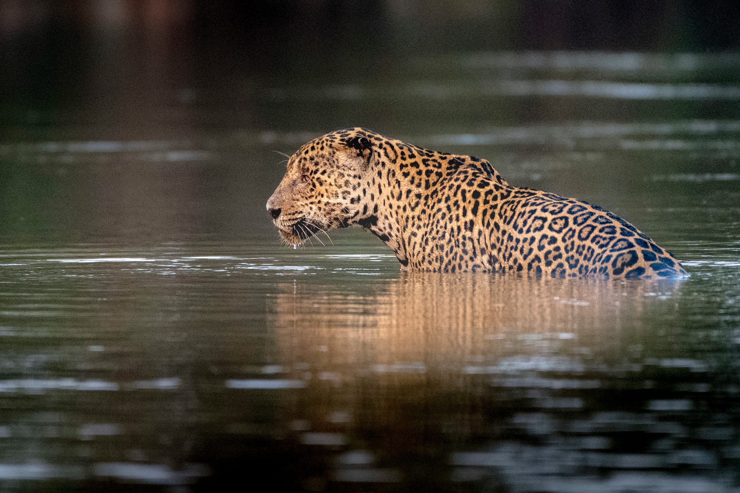 Un jaguar se baigne.