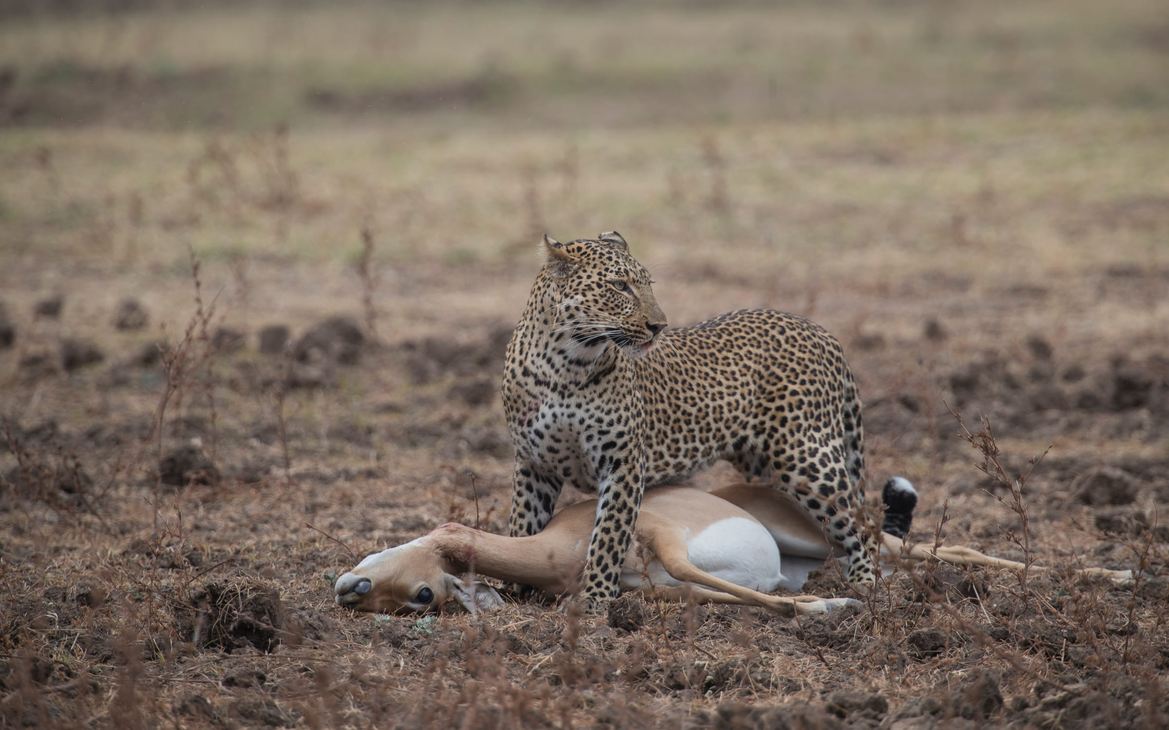 Leopard mit erlegter Gazelle