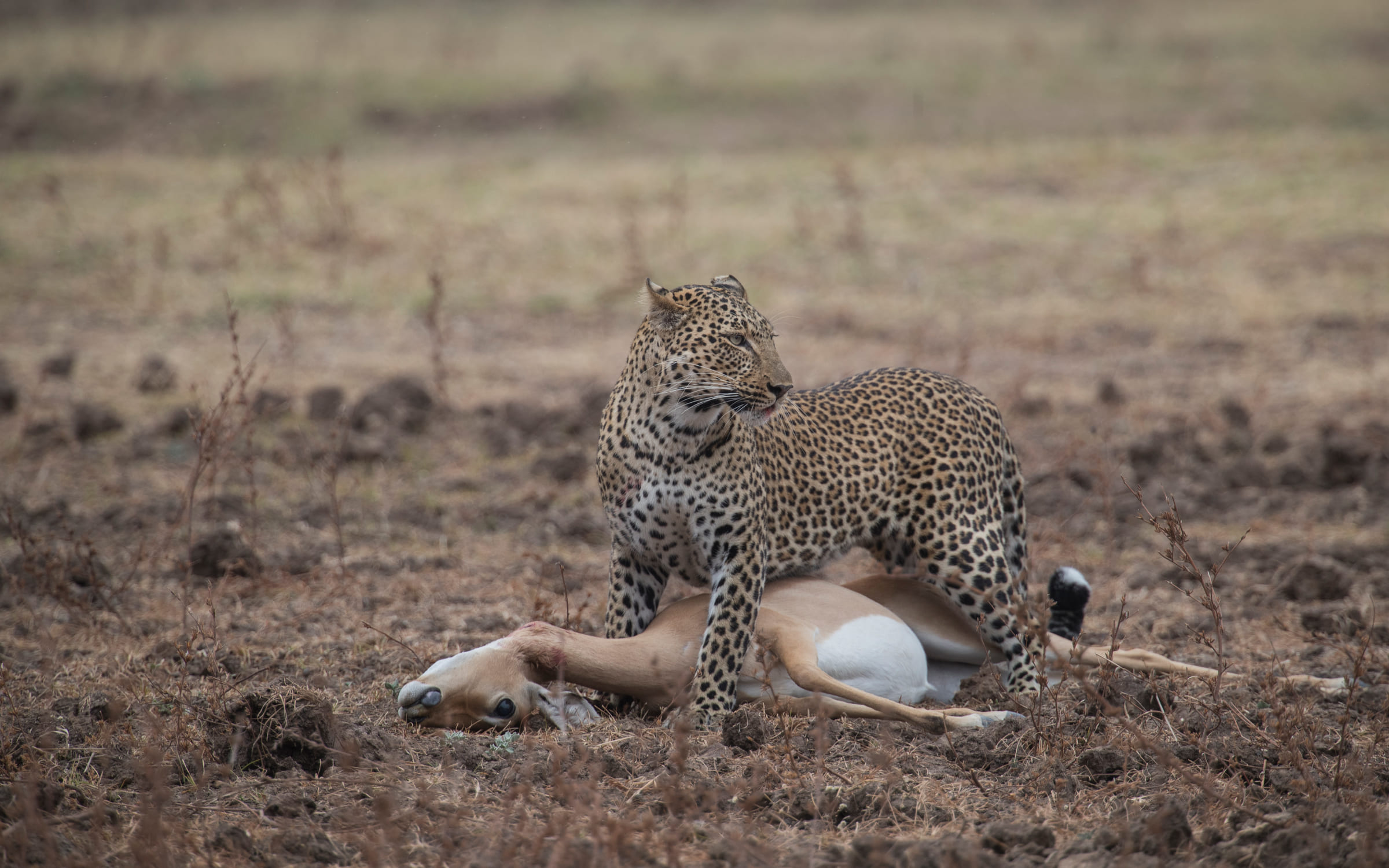 Leopardo con una gazzella