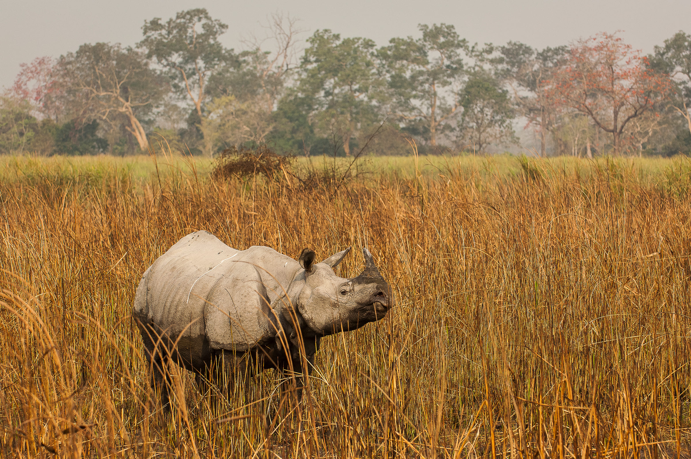 Un rhinocéros indien
