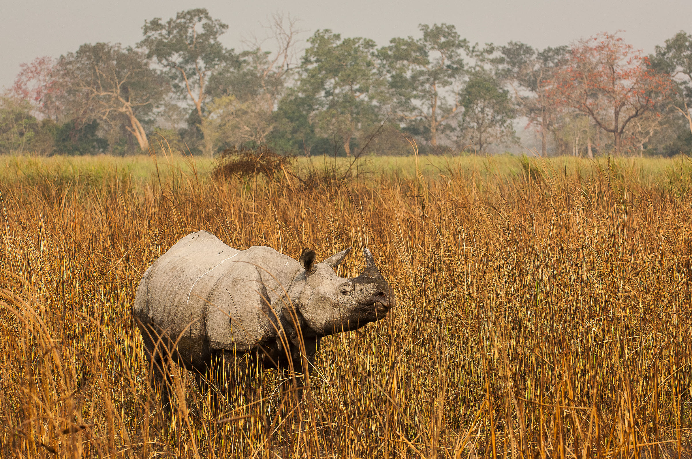 Panzernashorn in Indien