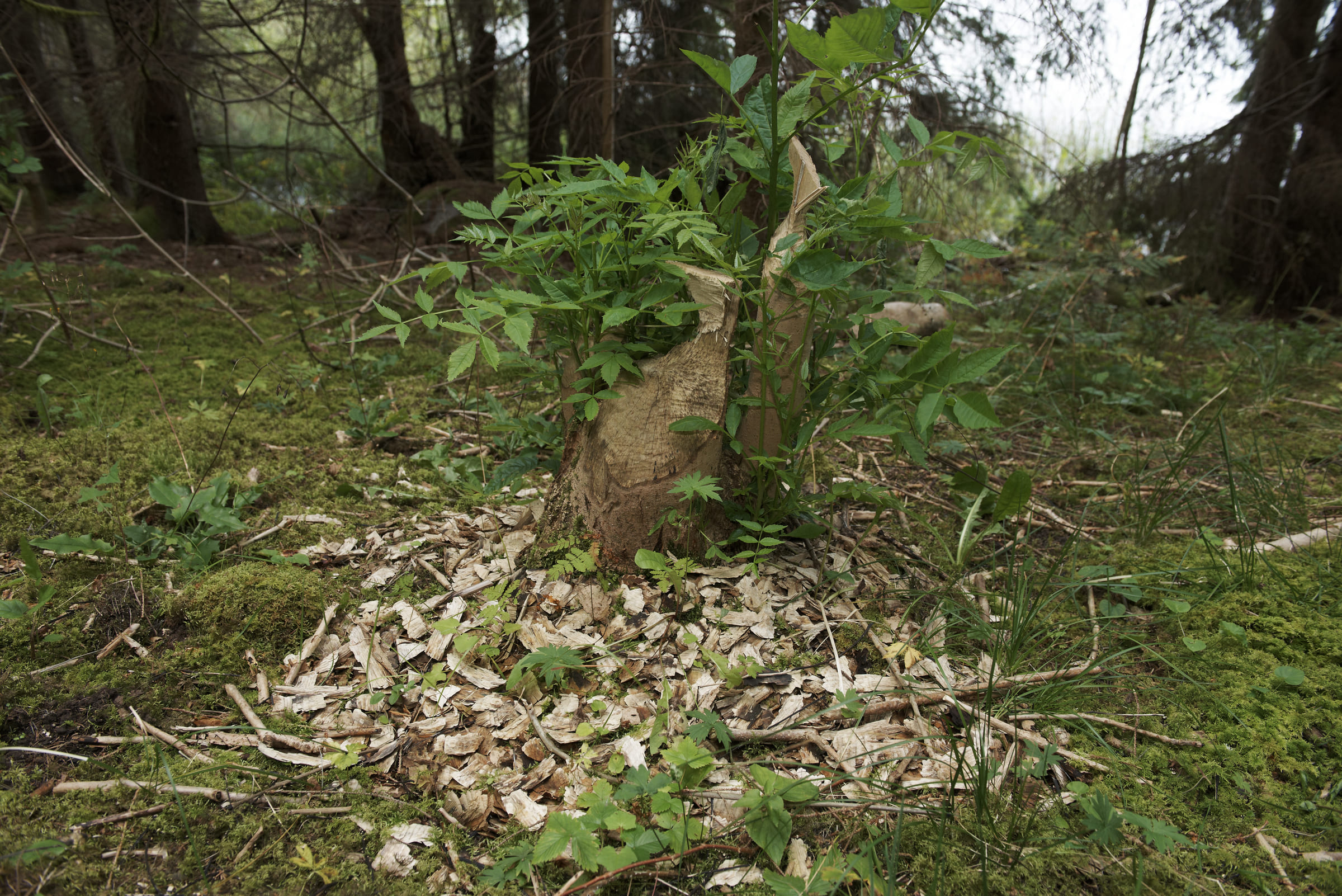 Von Bibern gefällter Baum