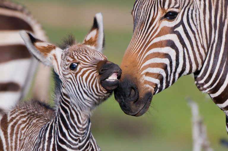 Bergzebras