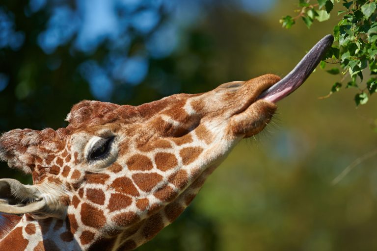 Eine Giraffe pflückt Blätter vom Baum