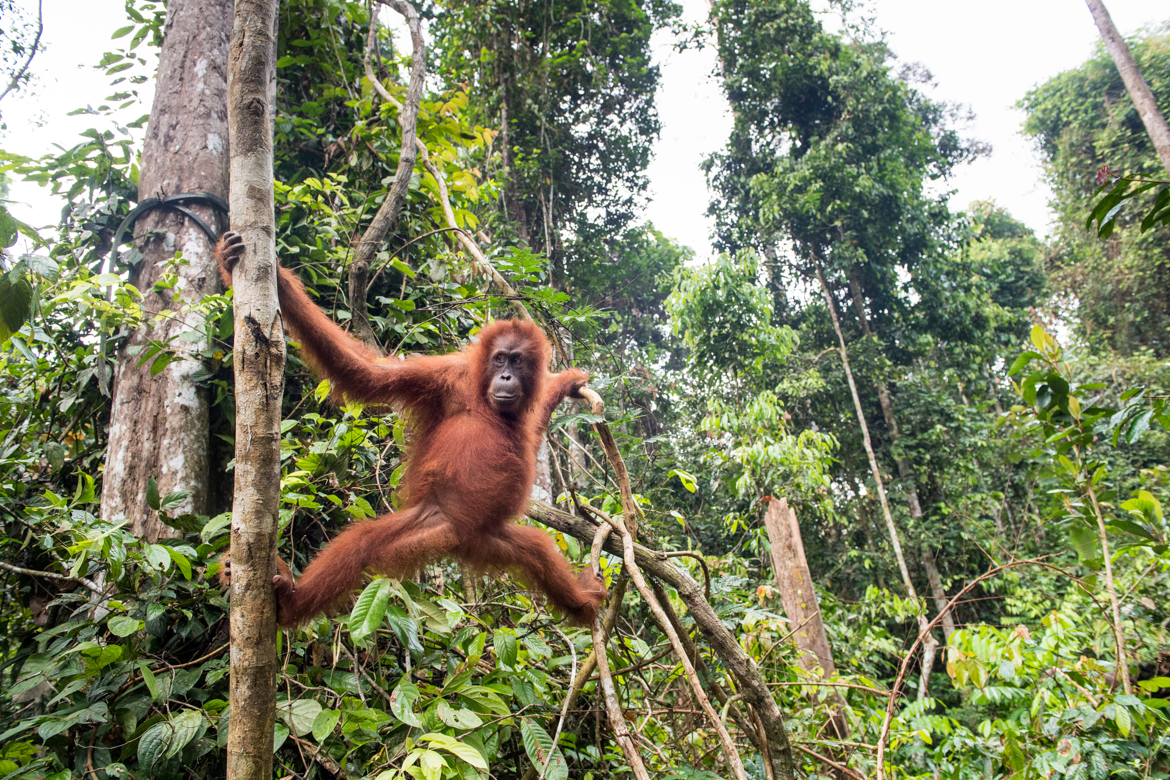 Orang-Utan hält sich an zwei Ästen fest