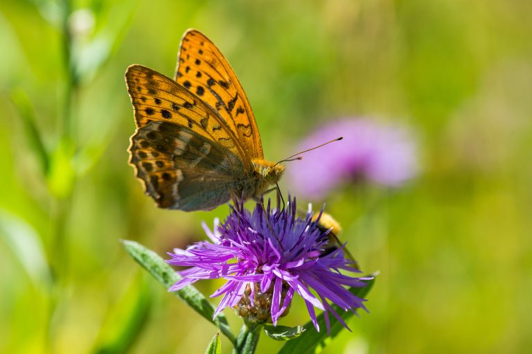 Kaisermantel-Schmetterling