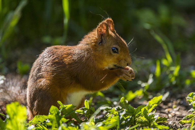 Eichhörnchen