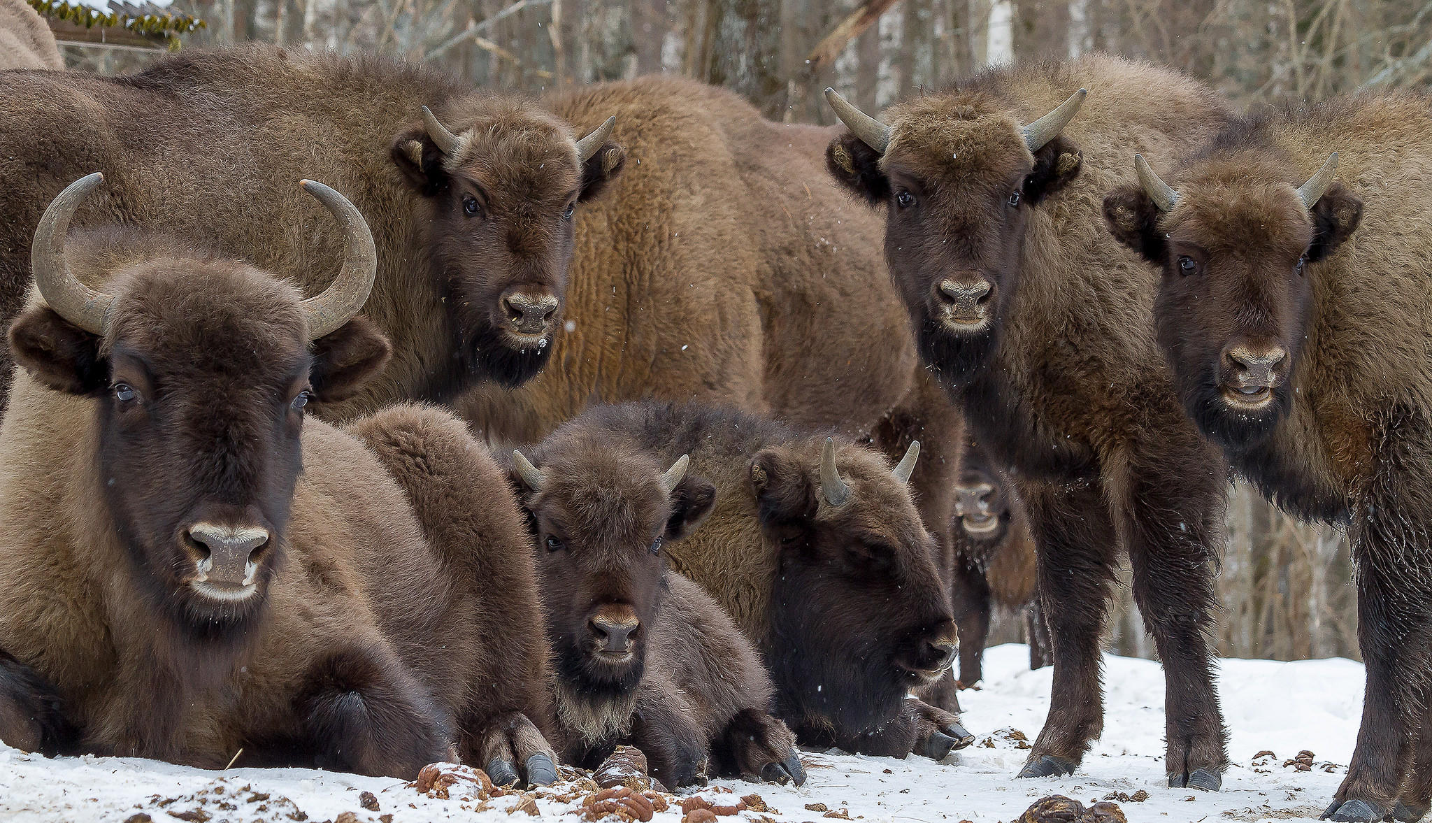 Des bisons en Russie