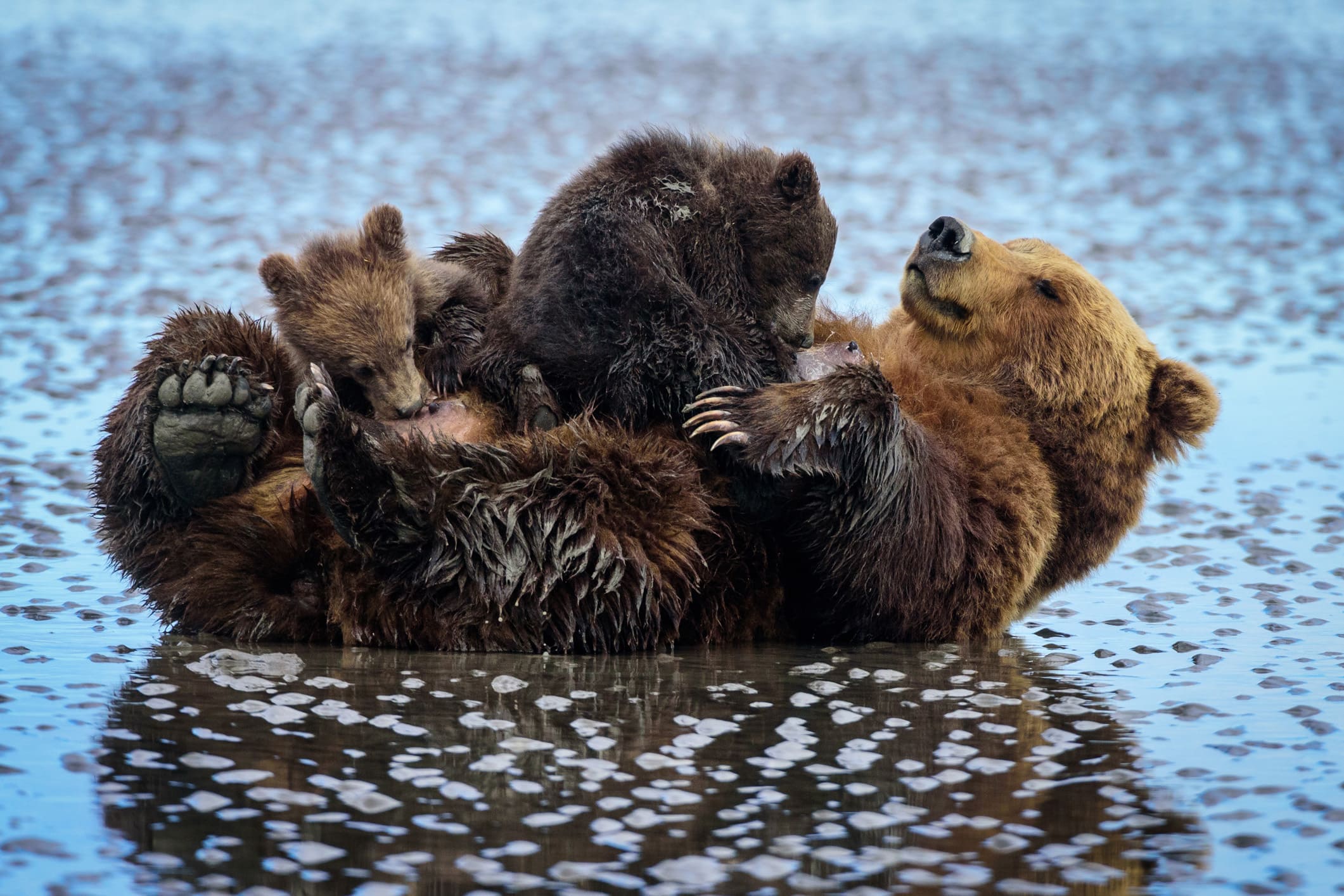 Maman ours et ses petits en Alaska