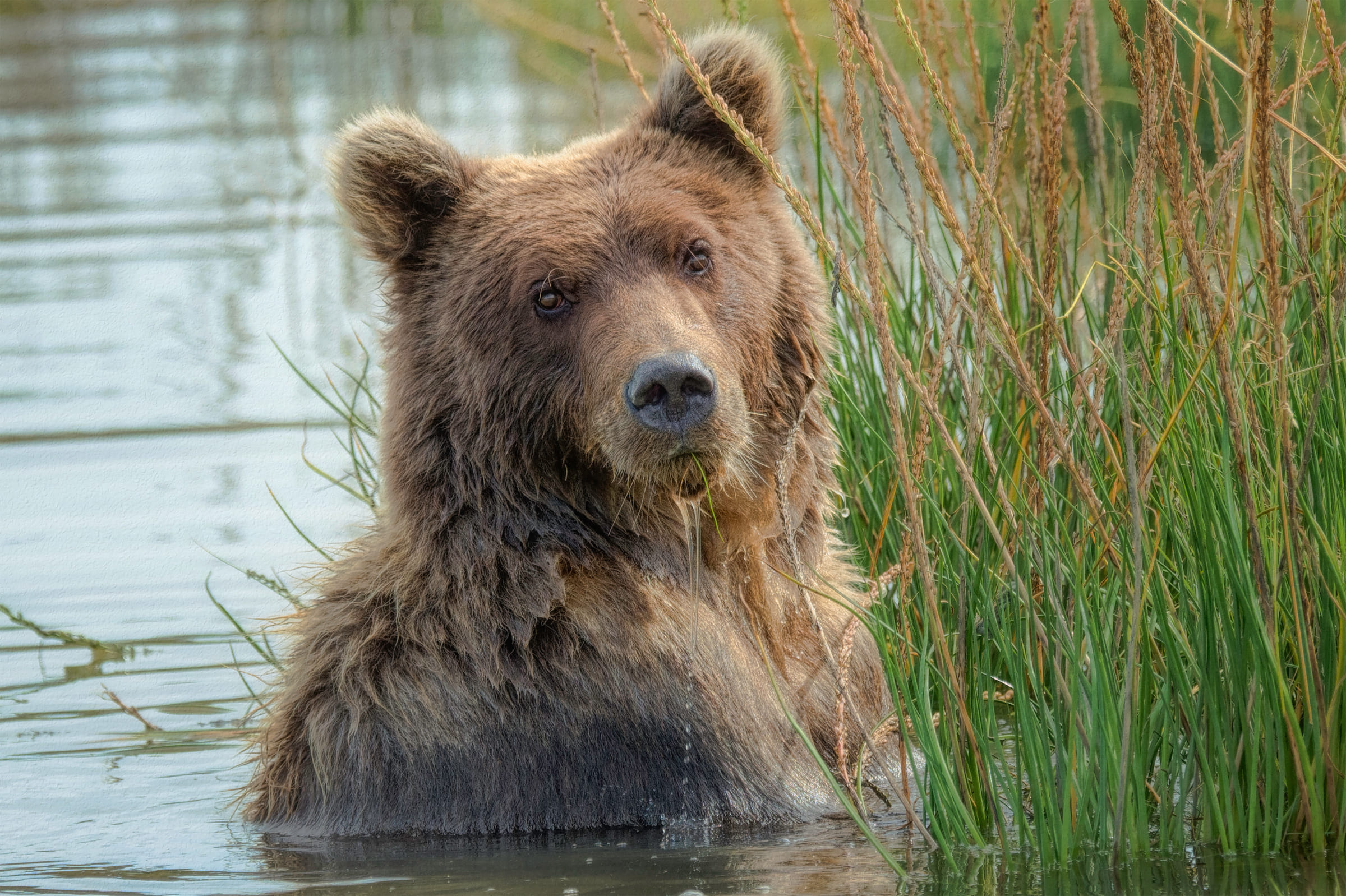 Un ours brun à Lake Clark Nationalpark