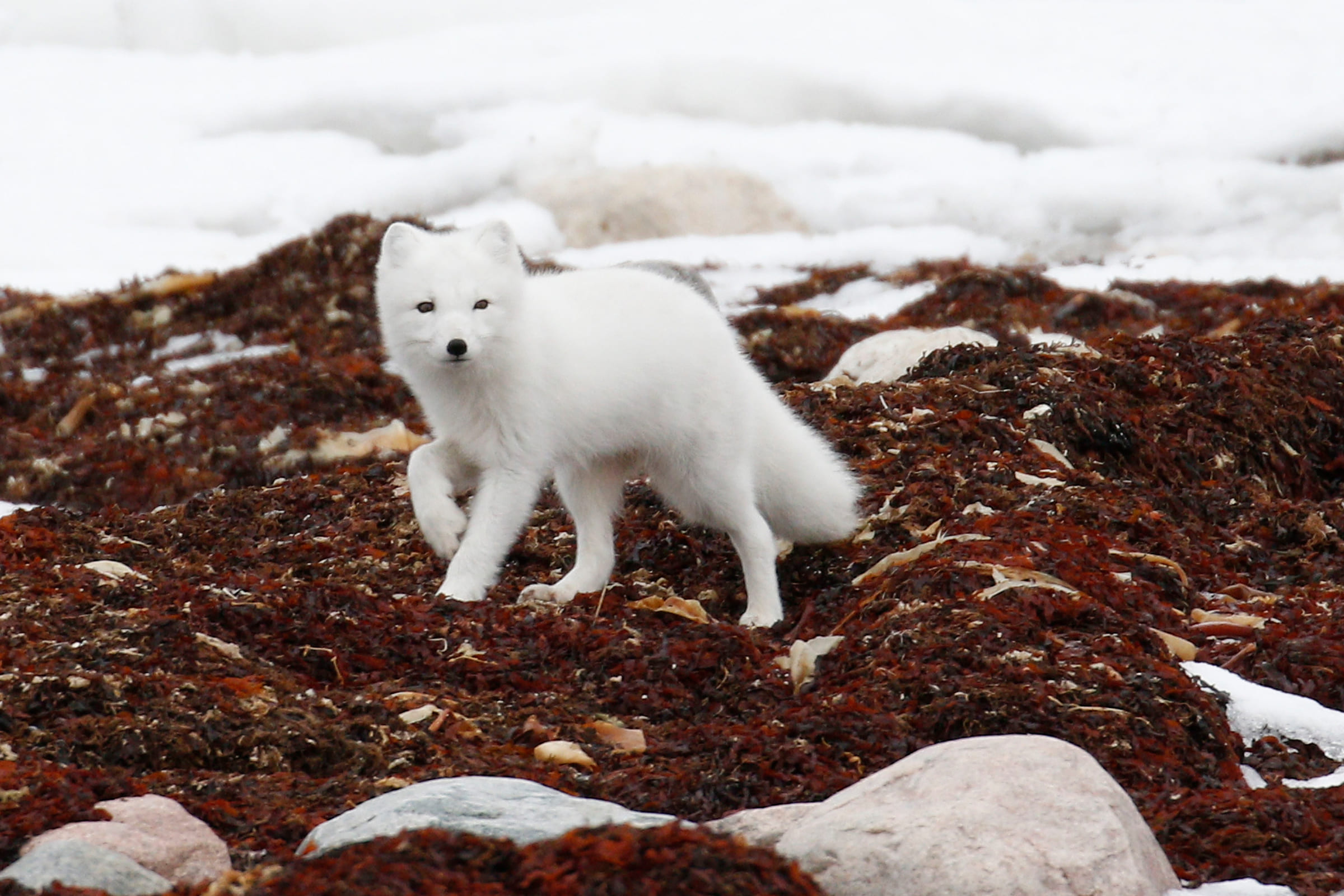 Un renard polaire