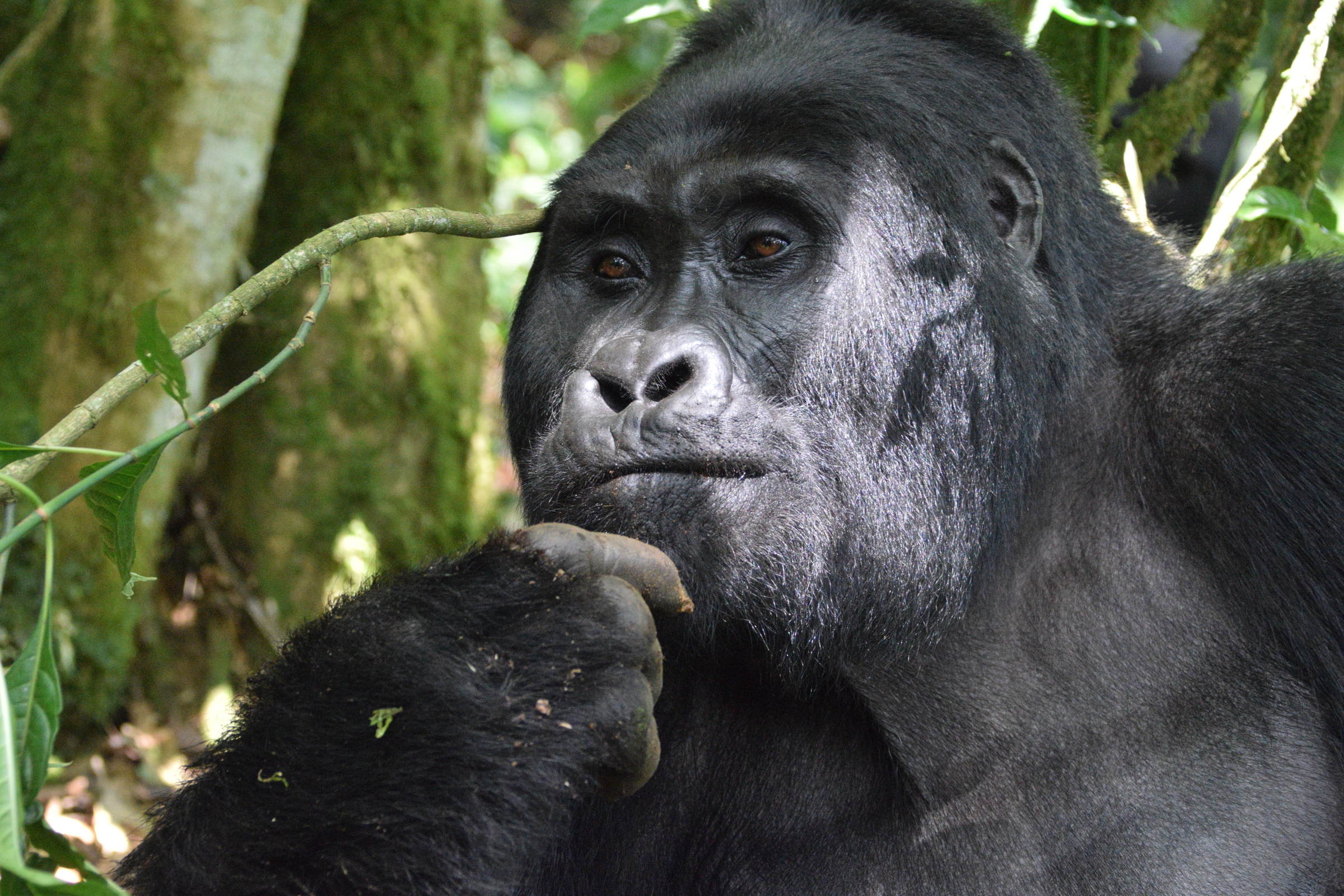 Gorilla di montagna in Uganda