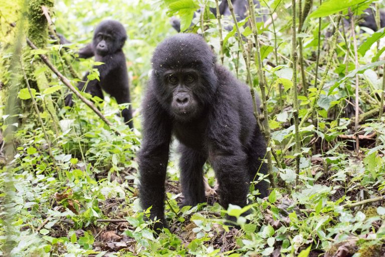 Zwei junge Gorillas