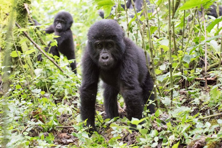 Zwei junge Gorillas