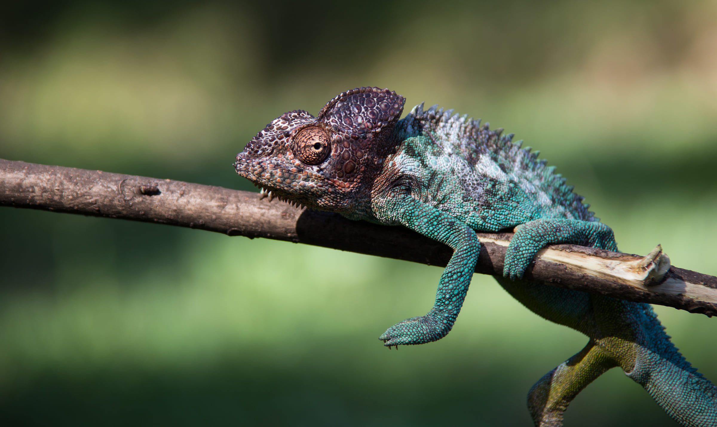 Un caméléon panthère (Furcifer pardalis) sur une branche