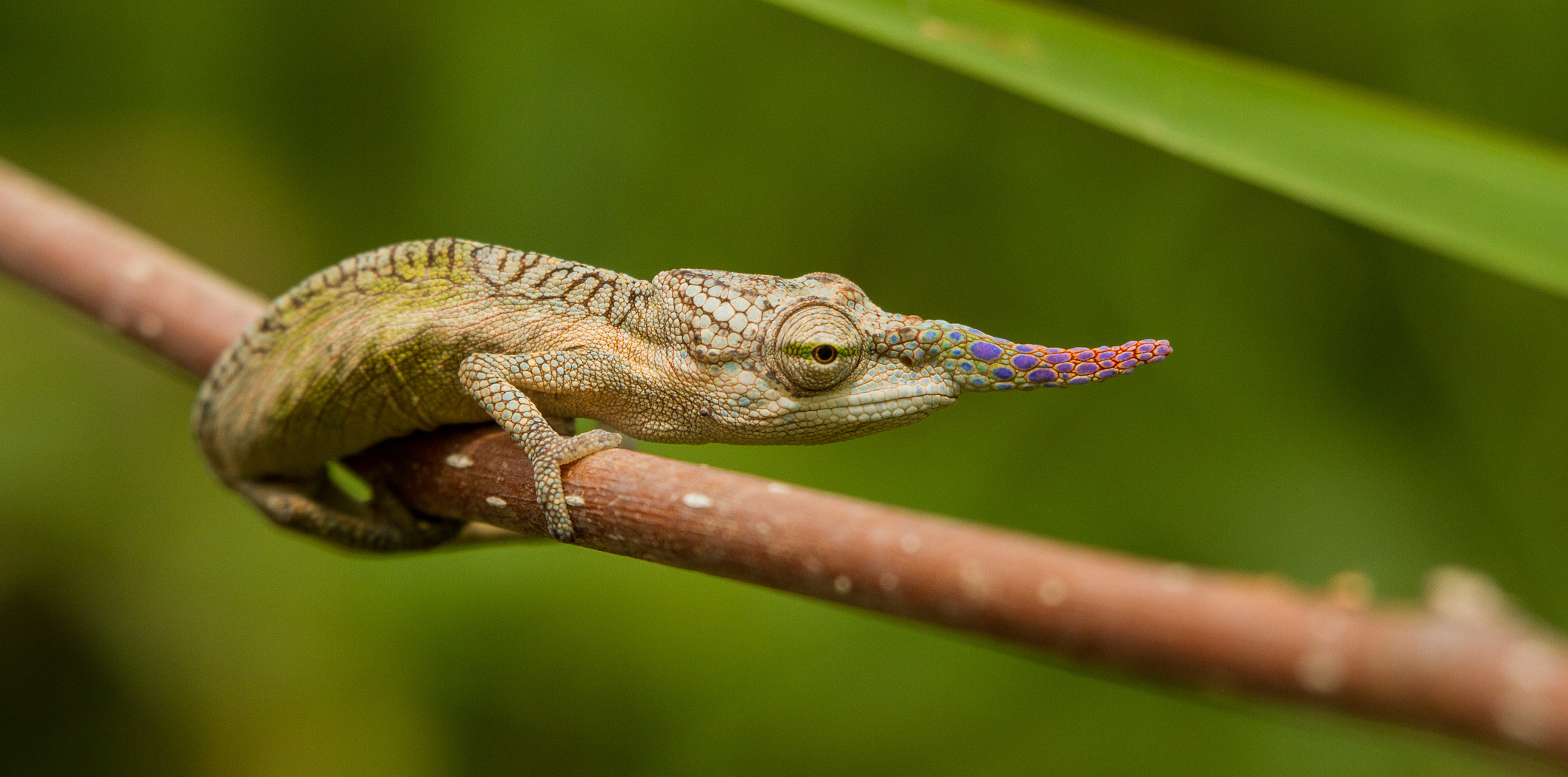 Un Caméléon à Lame (Calumma Gallus)