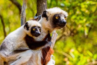 Zwei Sifakas auf Madagaskar