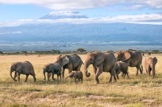 Afrikanische Elefanten in der Herde (Kenia)