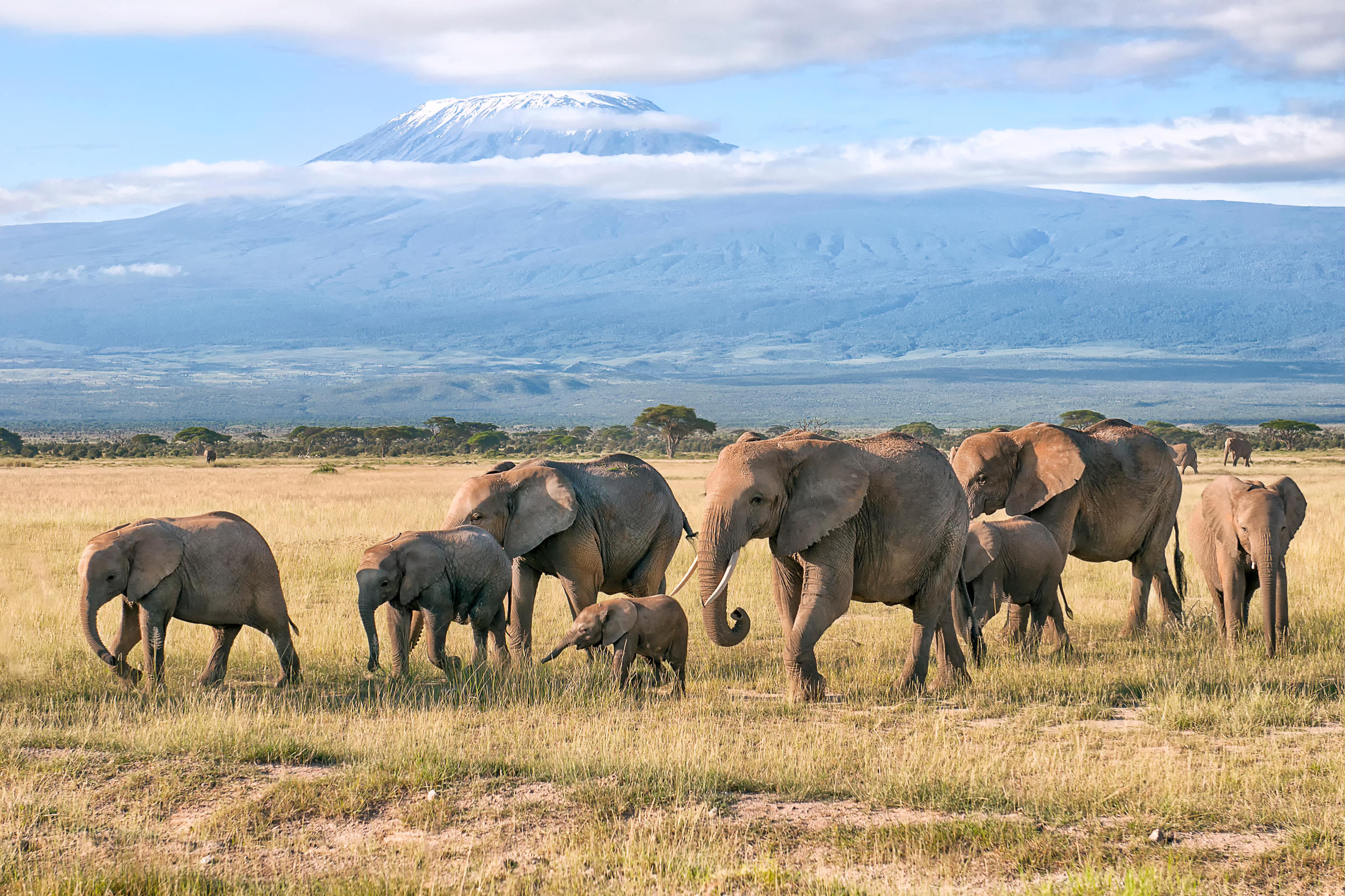 Un branco di elefanti africani (Kenia)