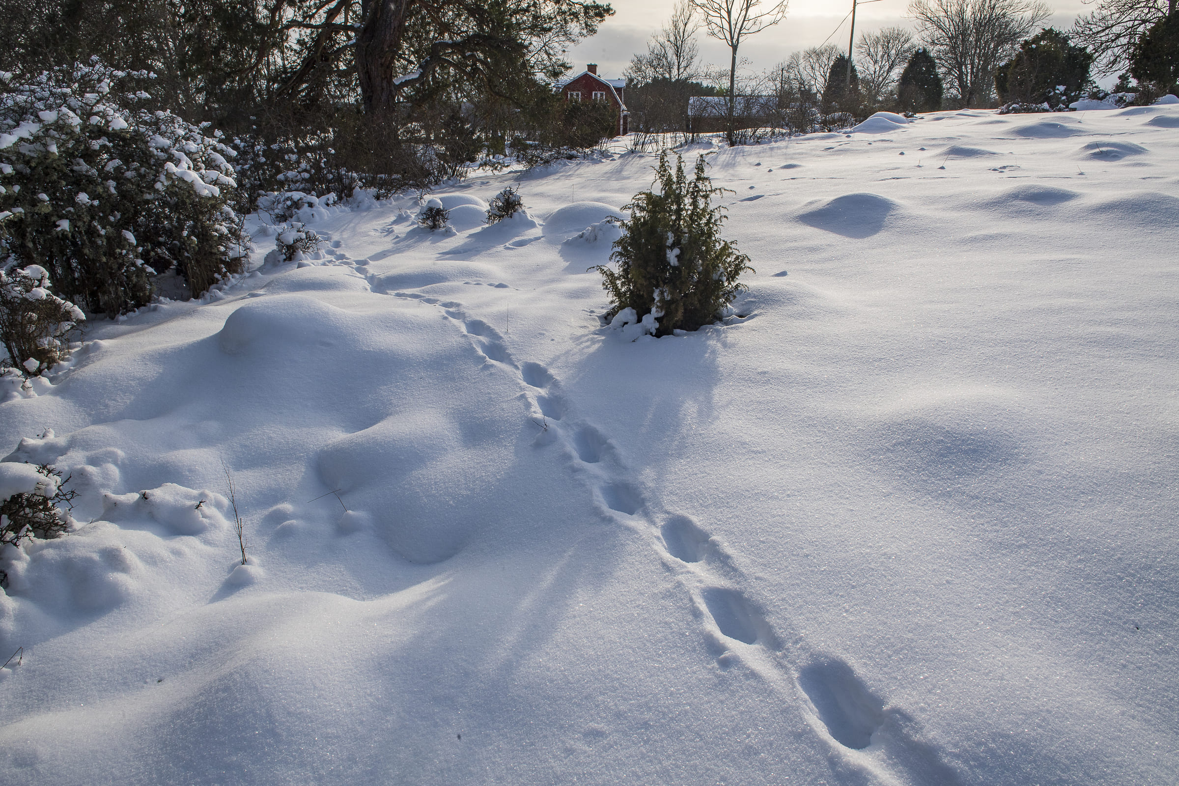 Des traces de lynx dans la neige