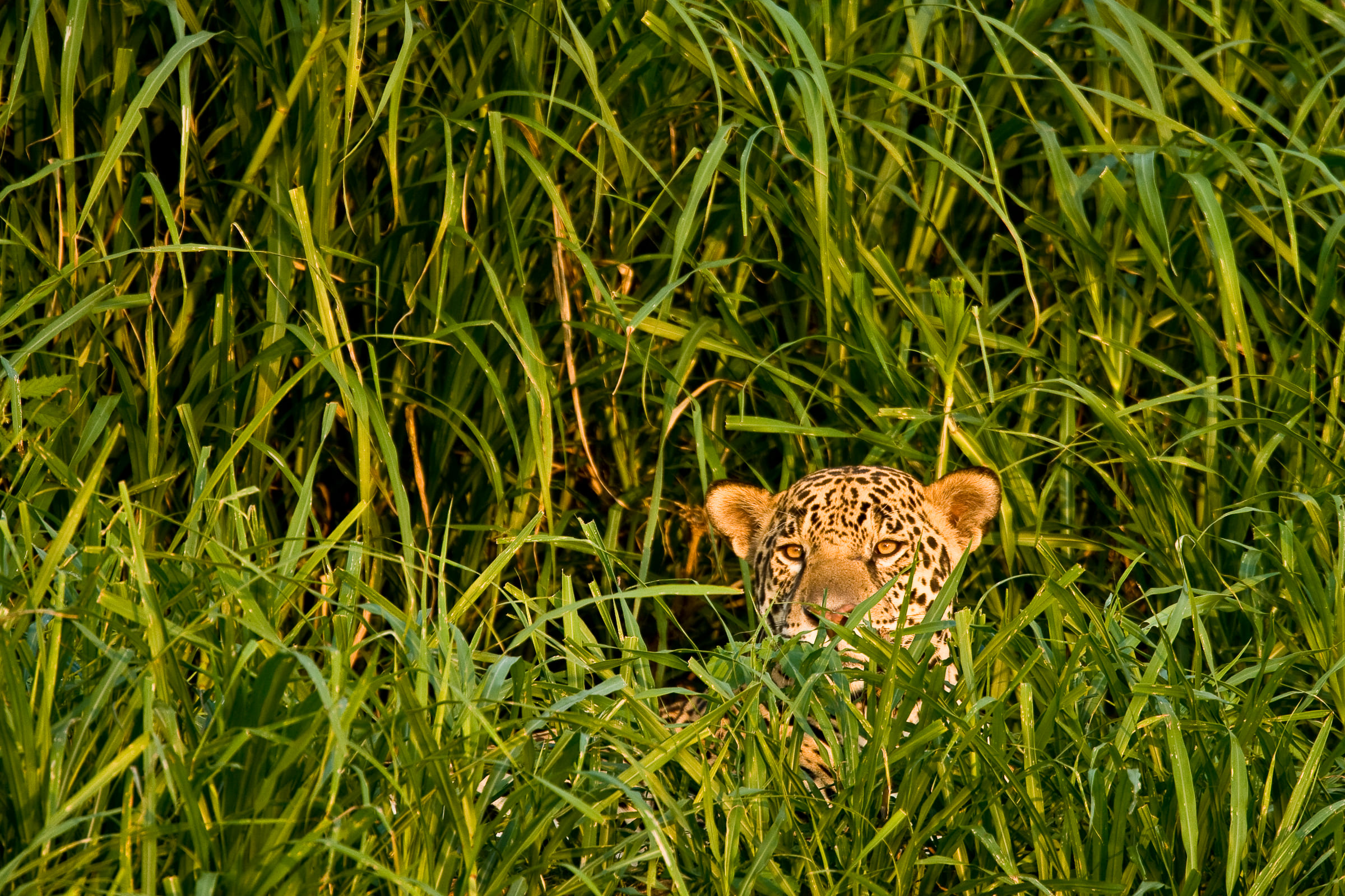 Un jaguar caché dans les herbes