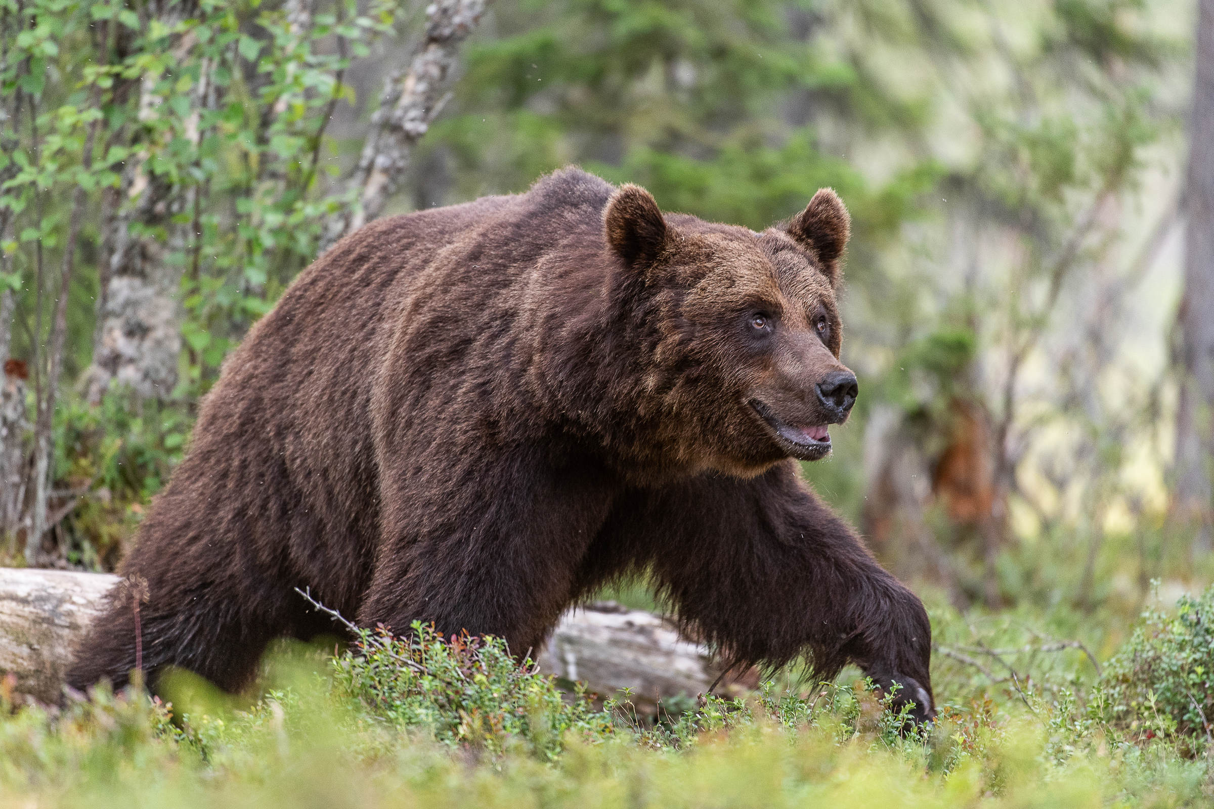Un ours brun en Finlande