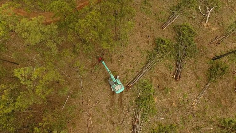 Dans le Queensland, les arbres sont abattus avec un bulldozer.