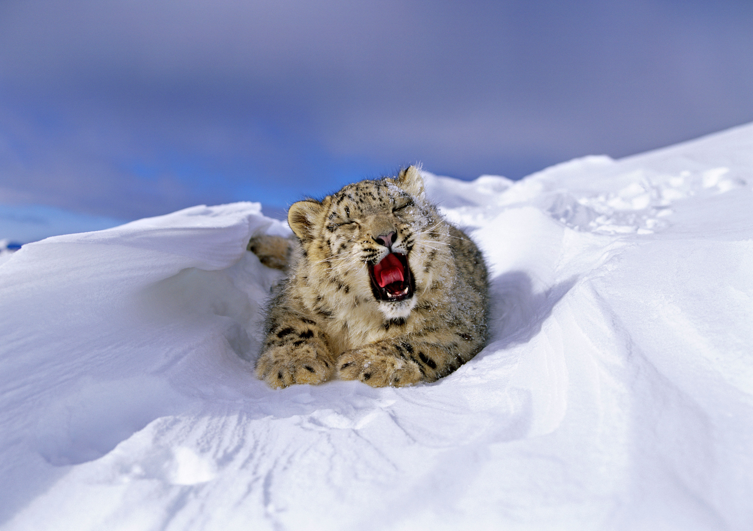 Un léopard des neiges rugissant