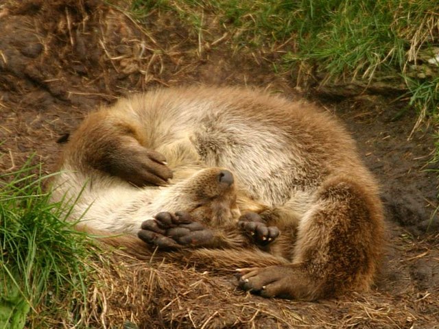 Une loutre qui dort.