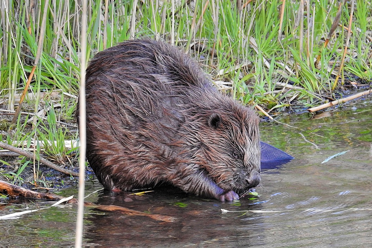 Biber sitzt am Wasser