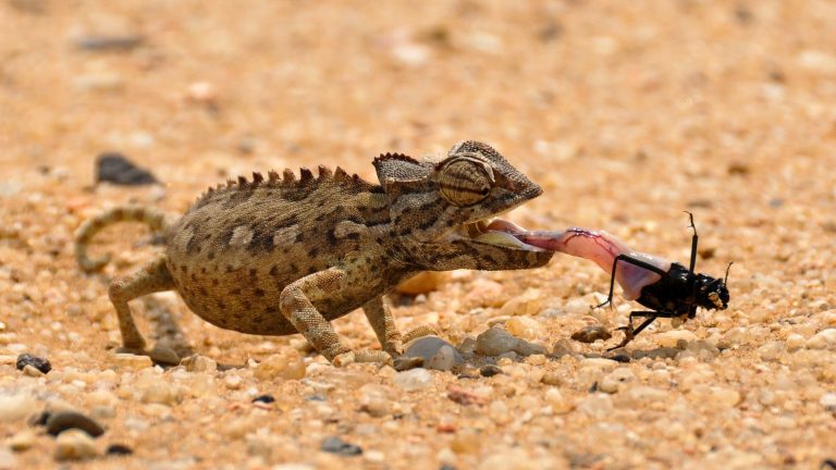 Un caméléon attrape un insecte.