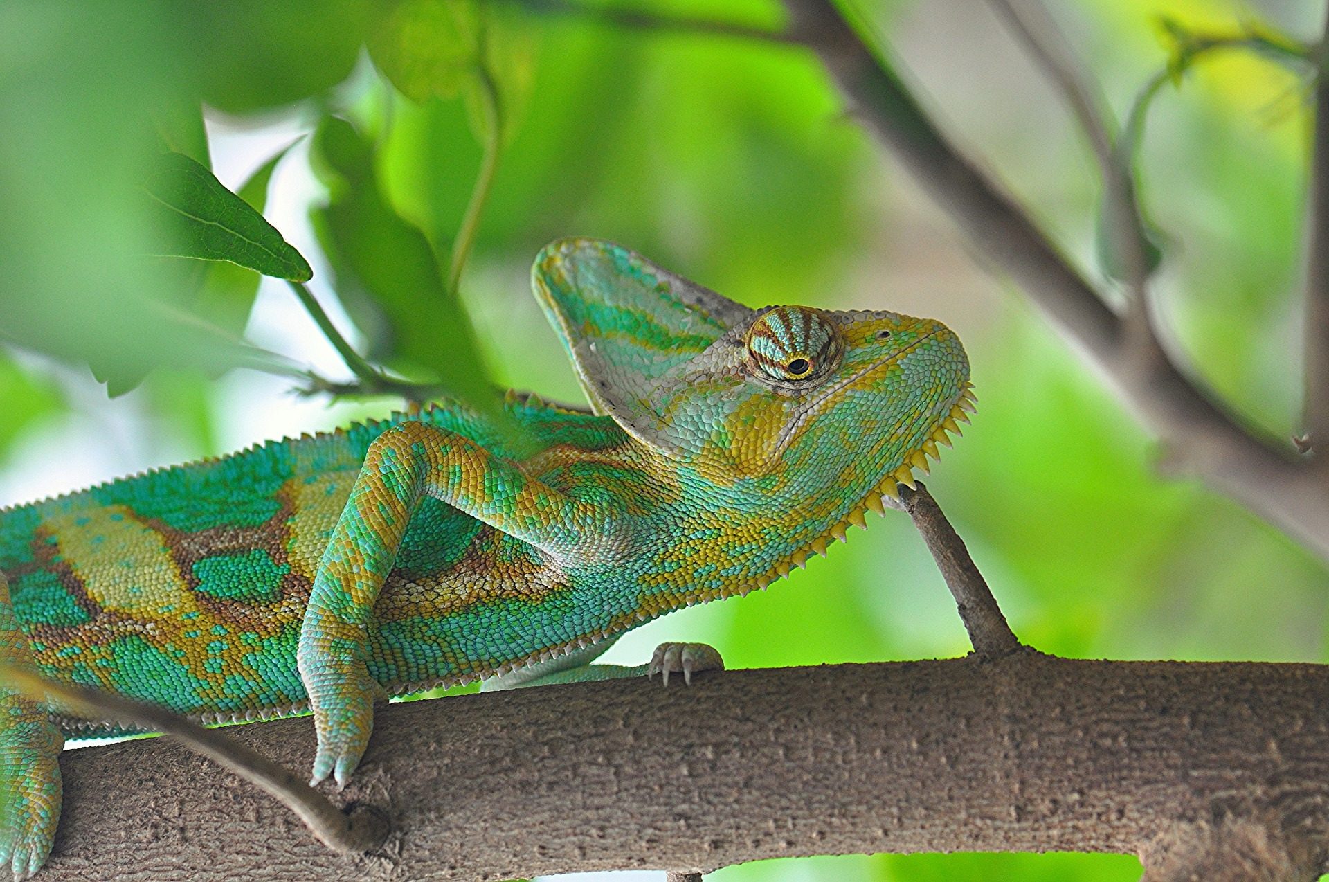 Un caméléon sur une branche